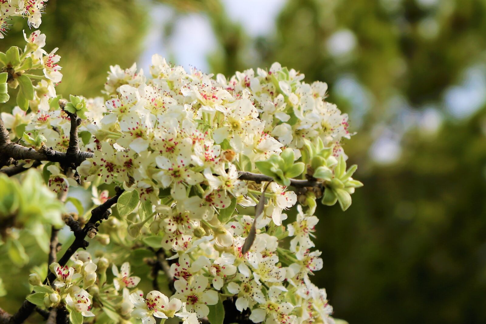 Canon EOS 5D Mark III sample photo. Flower, tree, branch photography