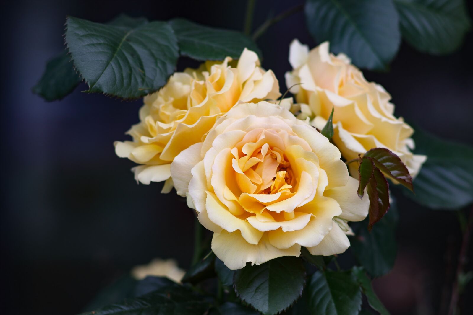 Canon EOS 77D (EOS 9000D / EOS 770D) sample photo. Rose, flowers, bouquet photography
