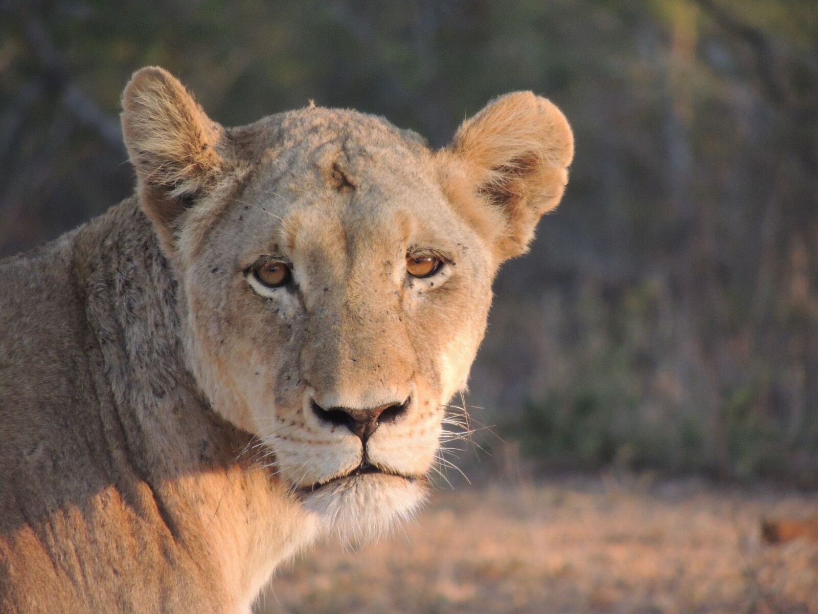 Nikon Coolpix P510 sample photo. Lioness, safari, animal world photography