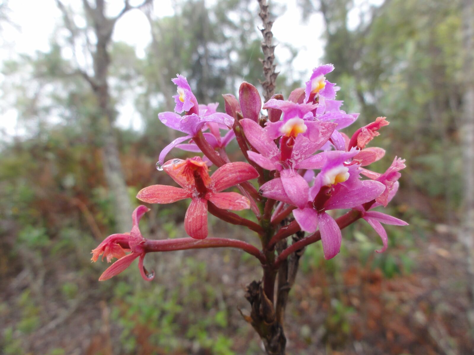 Sony DSC-HX5V sample photo. Flower, forest, wilderness photography