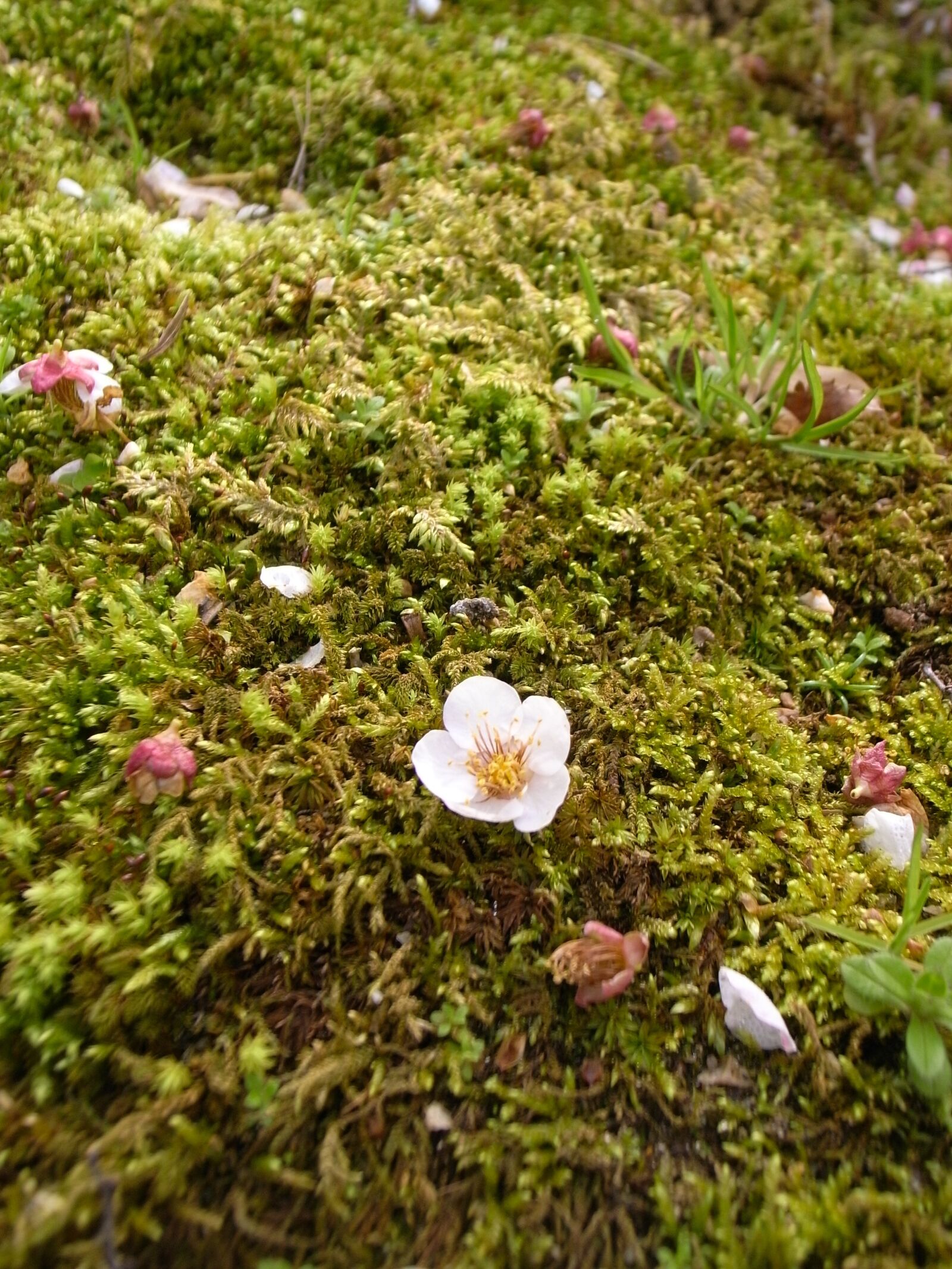 Ricoh GR DIGITAL 2 sample photo. Plum, moss, shedding photography