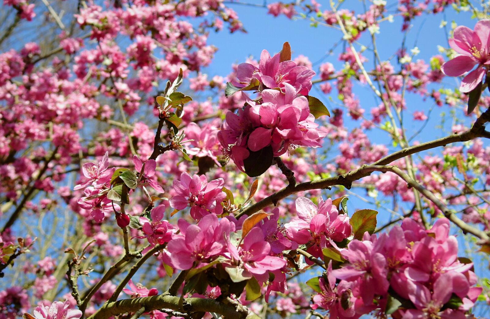 Nikon Coolpix P900 sample photo. Flowers, flowering, figure photography