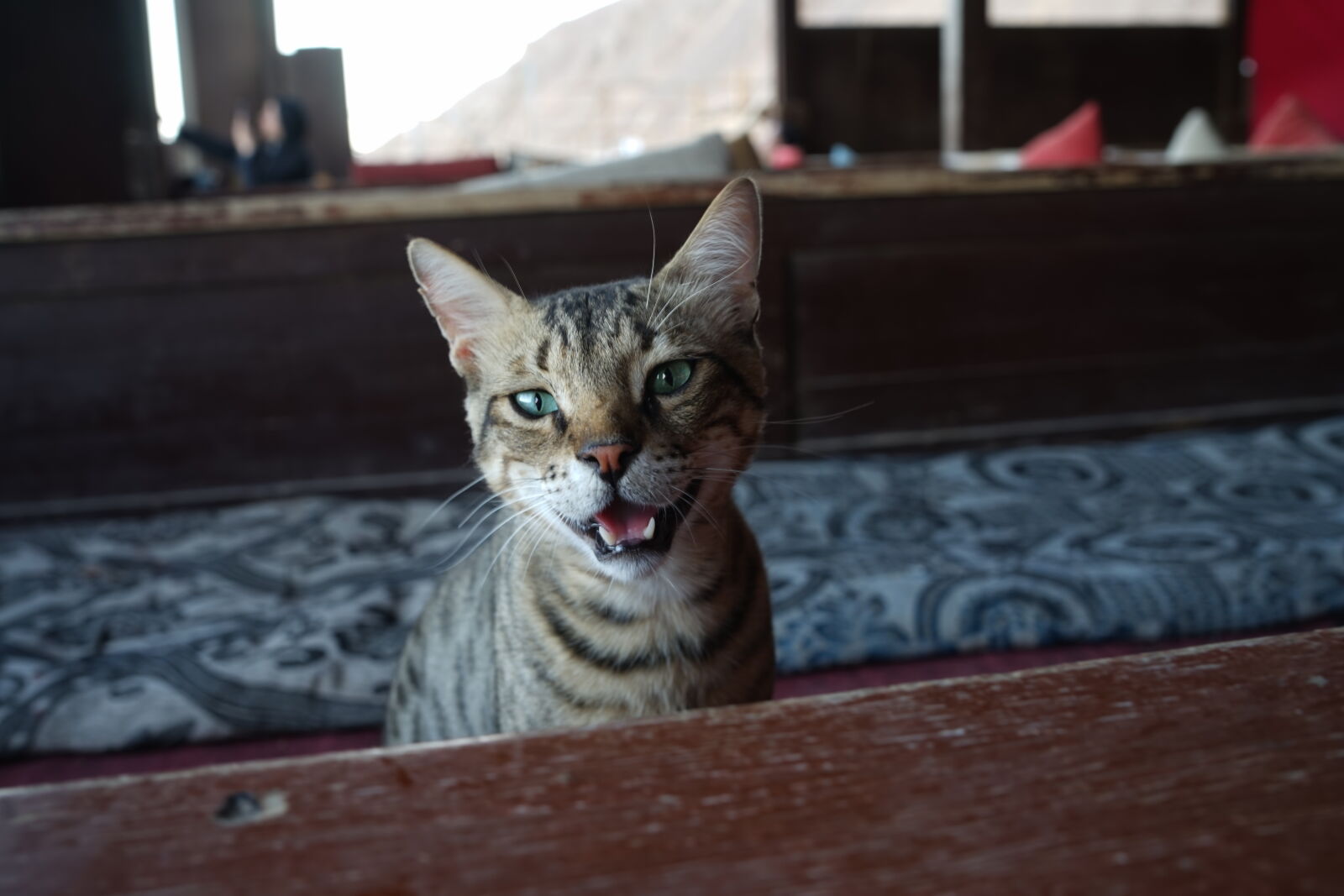 Sony a7 sample photo. Cat photography