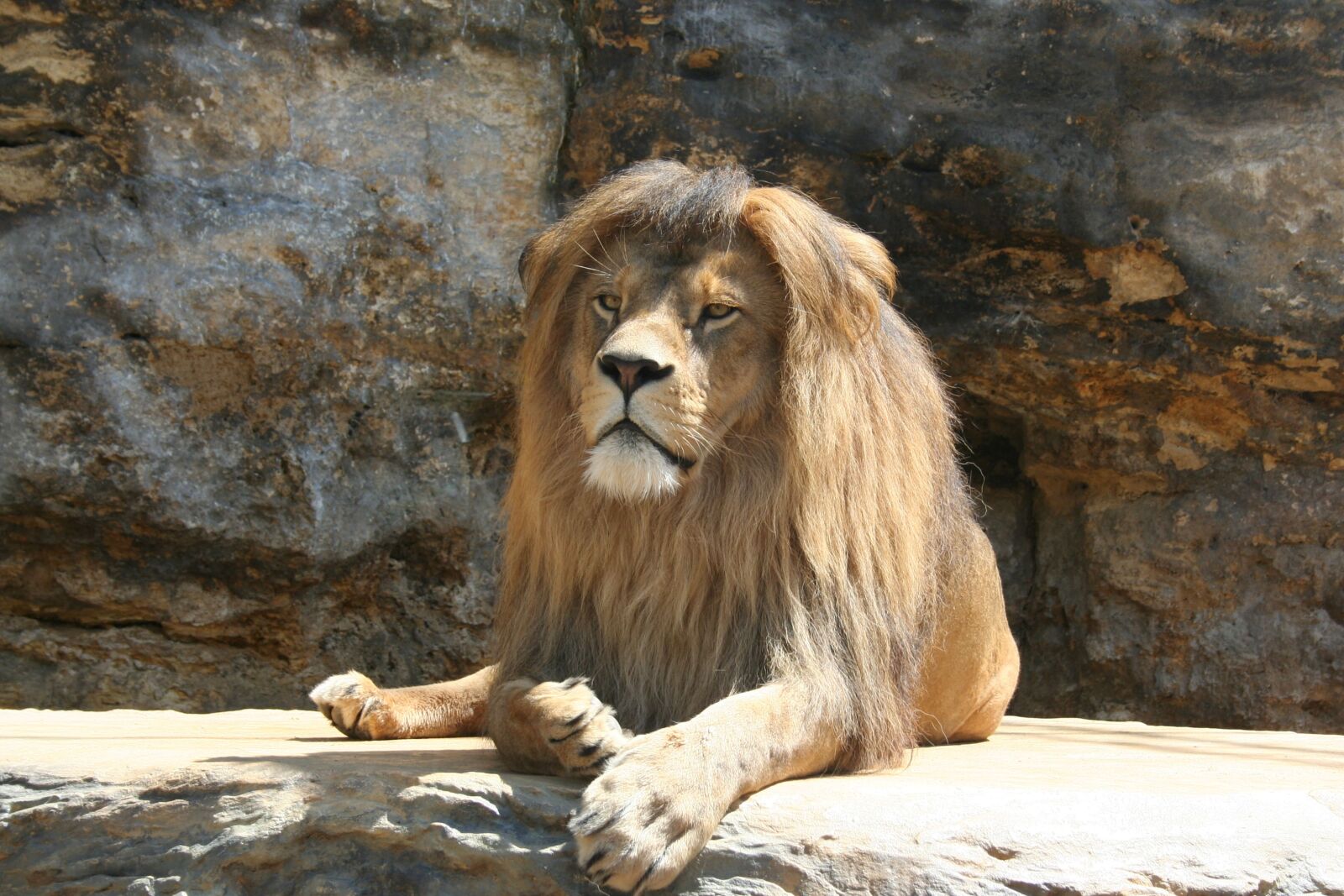 Canon EOS 350D (EOS Digital Rebel XT / EOS Kiss Digital N) sample photo. Lion, animal, range of photography