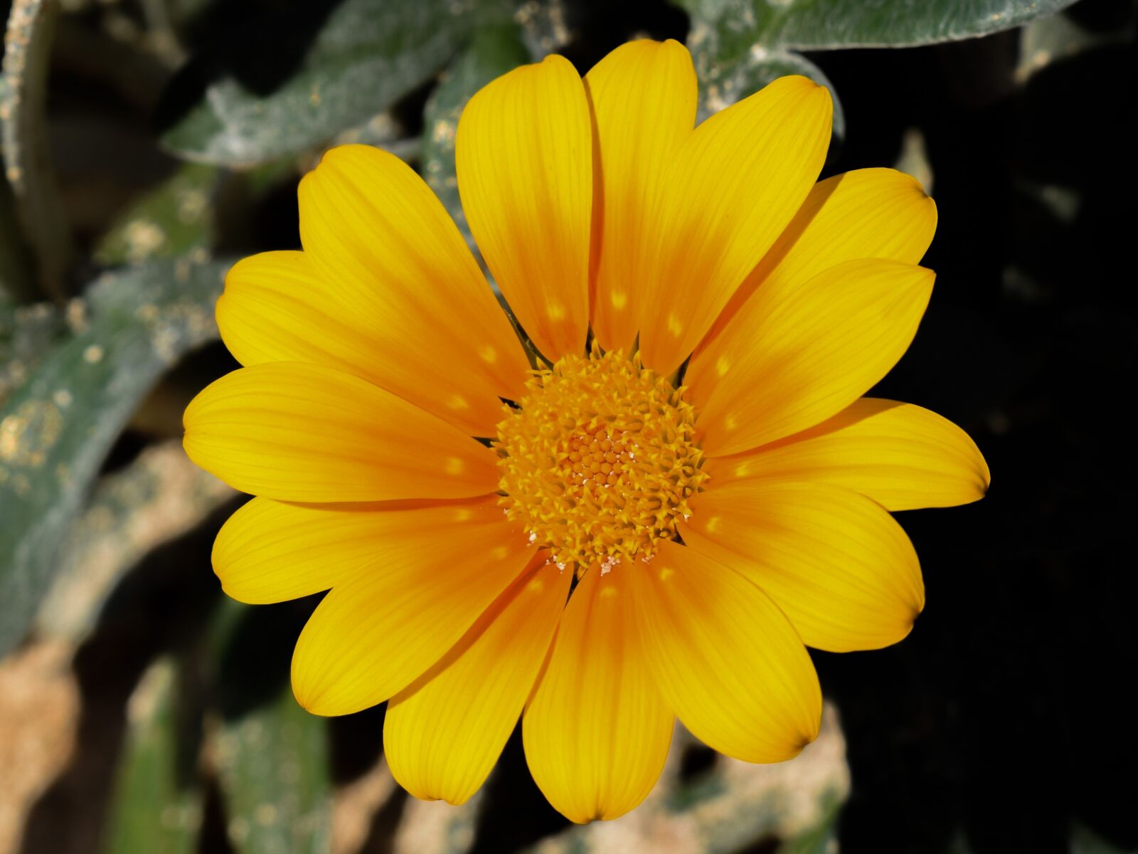 Nikon D3300 sample photo. Nature, flora, flower photography