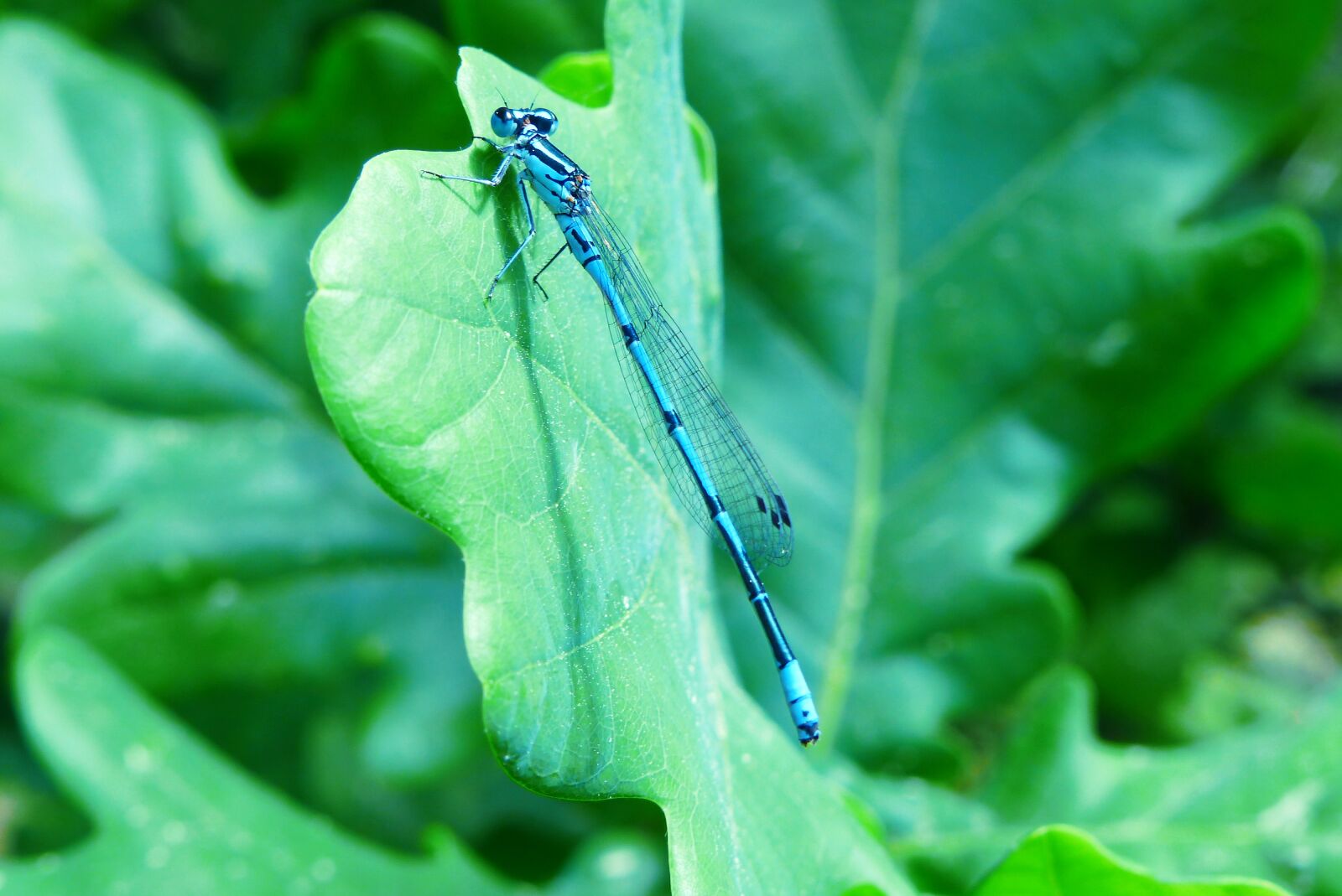 Panasonic Lumix DMC-FZ200 sample photo. Animals, invertebrates, insect photography