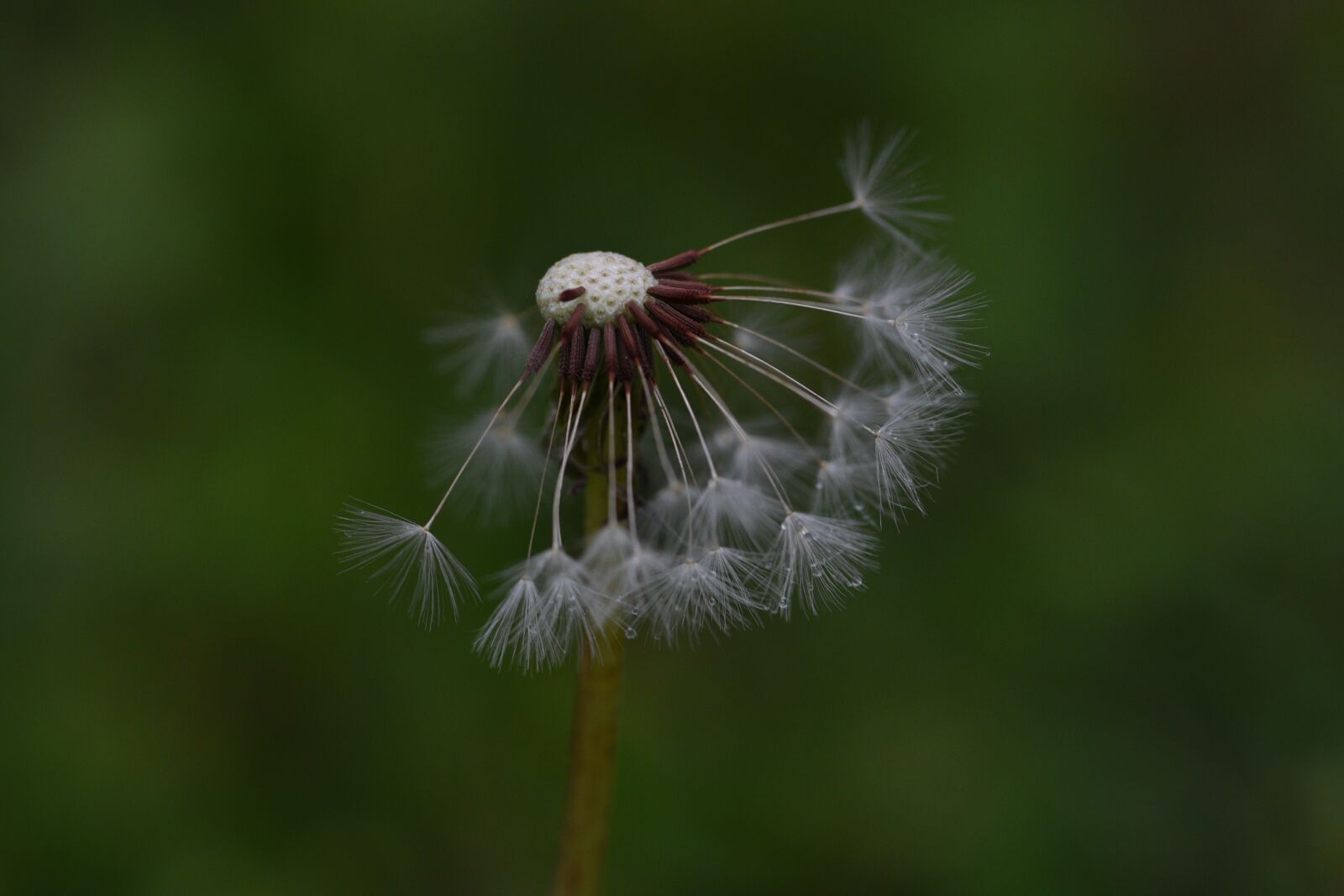 Nikon D750 sample photo. Puffball, wild, weed photography