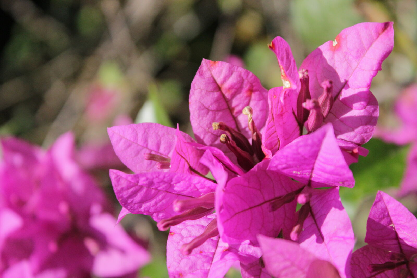Canon EOS 550D (EOS Rebel T2i / EOS Kiss X4) sample photo. Flower, nature, purple photography