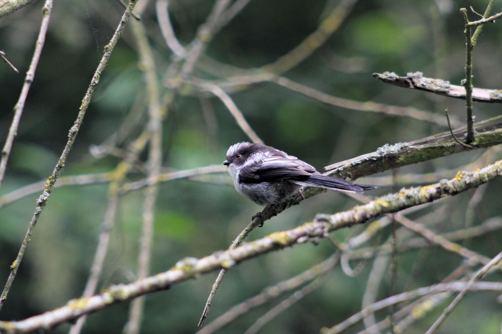 Canon EOS 550D (EOS Rebel T2i / EOS Kiss X4) sample photo. Long tailed tit, bird photography