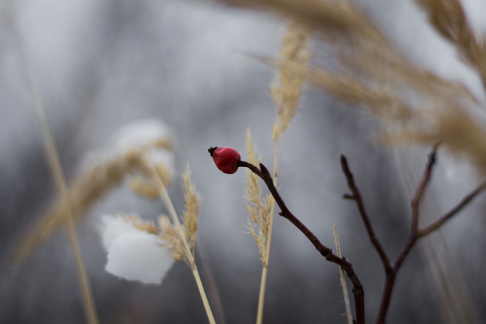Canon EOS 1200D (EOS Rebel T5 / EOS Kiss X70 / EOS Hi) + Canon EF 50mm F1.8 STM sample photo. Frost, winter, nature photography