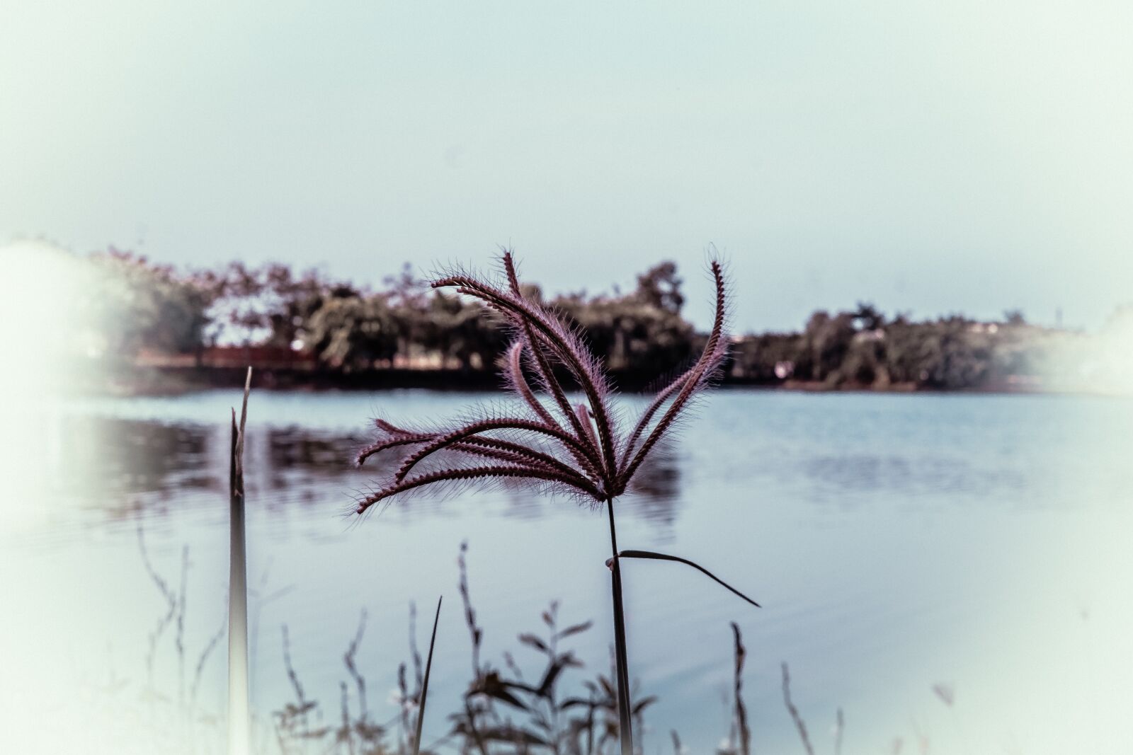 Fujifilm XF 27mm F2.8 sample photo. Flower, nature, plant photography