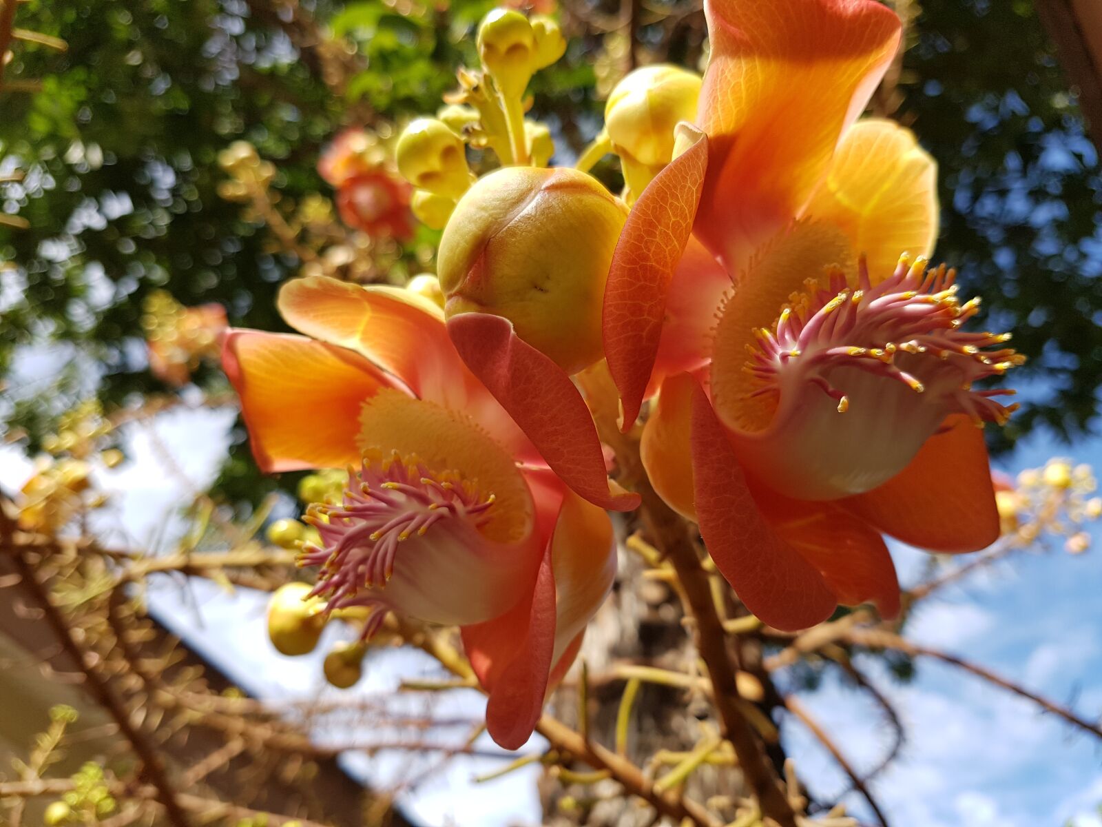 Samsung Galaxy S7 sample photo. Flower, thailand, nature photography