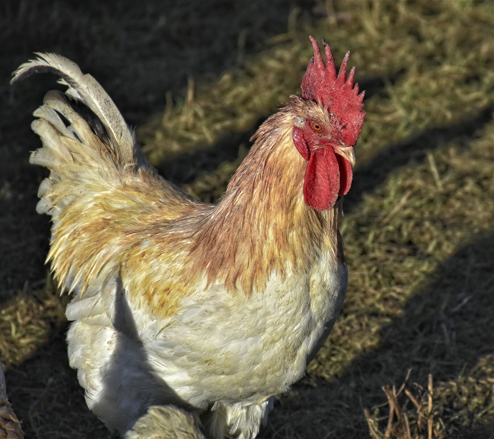 Nikon D7200 sample photo. Hahn, gockel, poultry photography