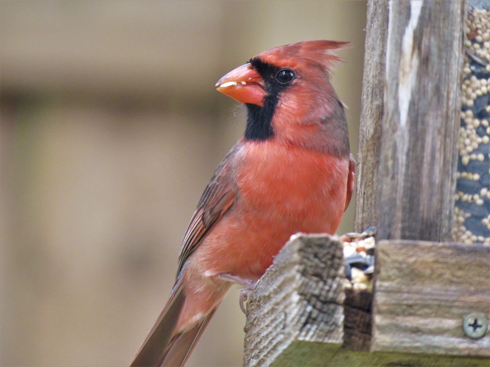 Canon PowerShot SX60 HS sample photo. Bird, cardinal, songbird photography