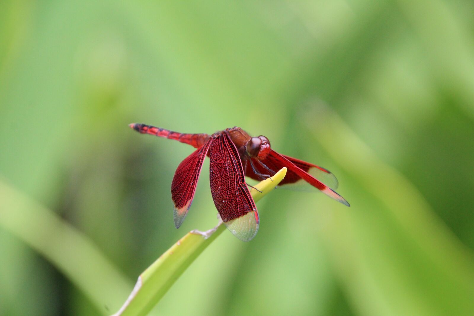 Canon EOS 1200D (EOS Rebel T5 / EOS Kiss X70 / EOS Hi) sample photo. Dragonfly, red, green photography