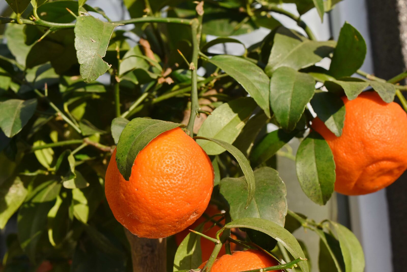 Nikon D5500 sample photo. Leaf, citrus, fruit, vitamin photography