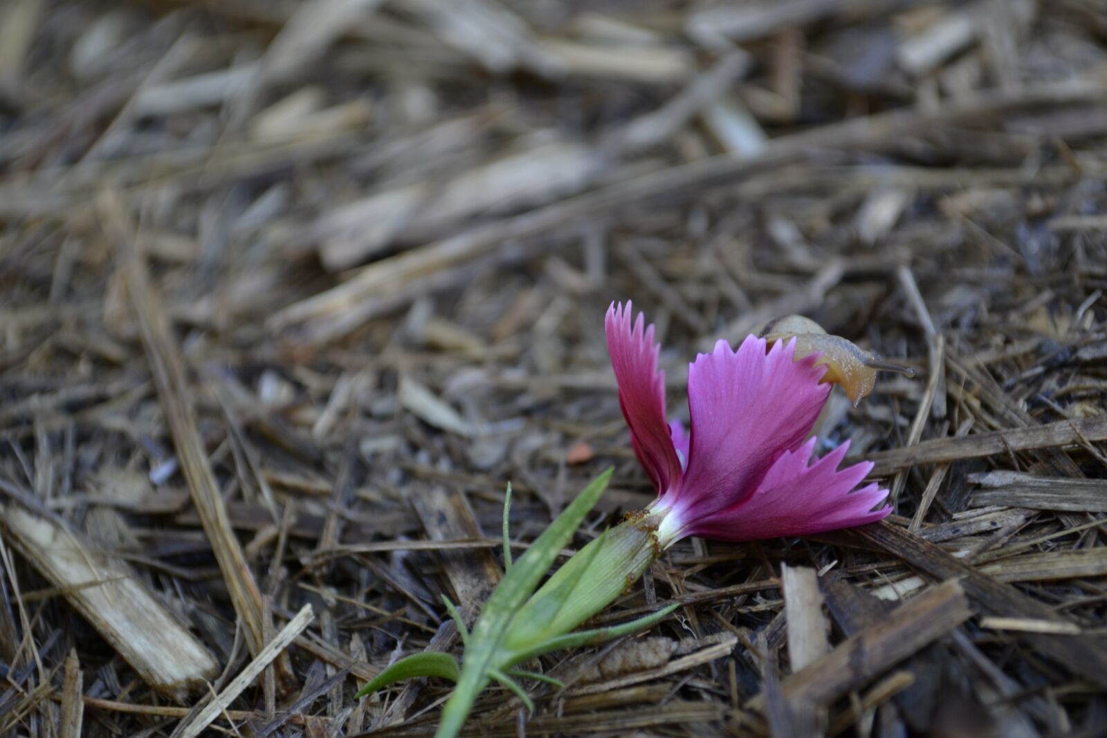 Nikon D3100 sample photo. Snail, flower, shell photography