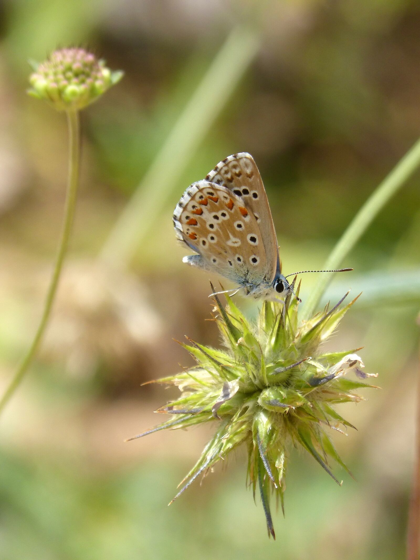 Panasonic DMC-FZ62 sample photo. Butterfly, polyommatus icarus, blue photography