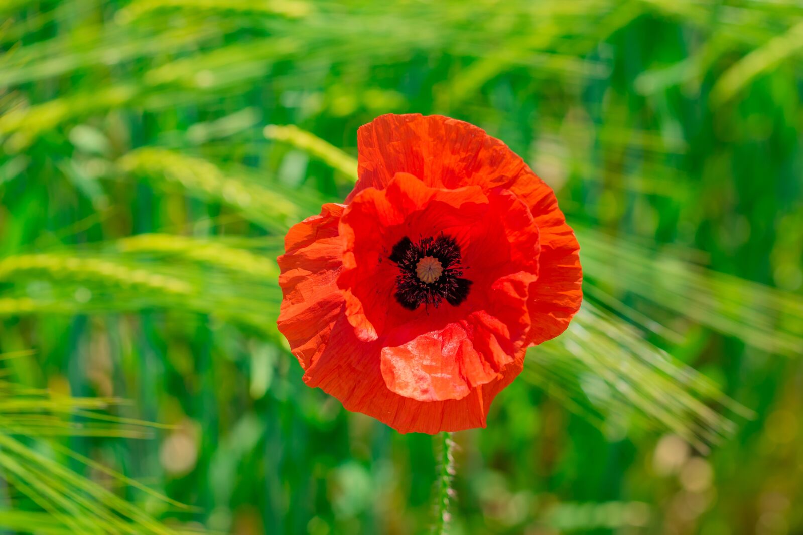 Canon EOS 7D Mark II sample photo. Poppy, klatschmohn, blossom photography