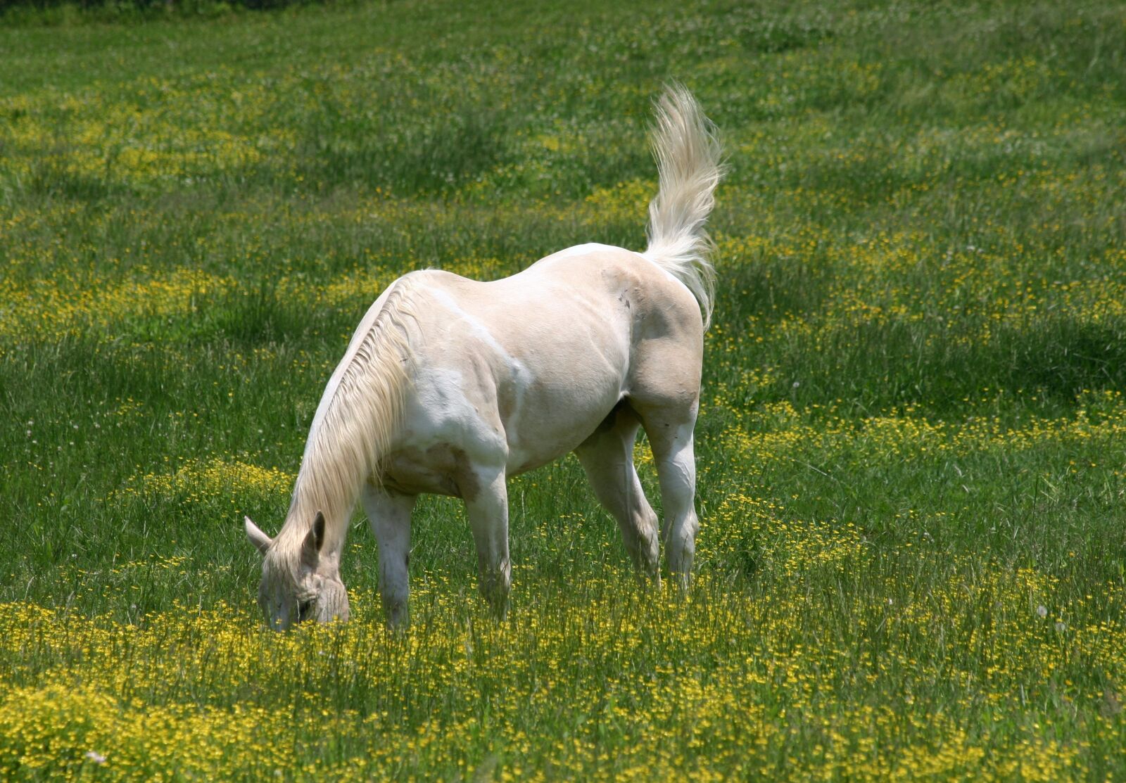 Canon EOS 300D (EOS Digital Rebel / EOS Kiss Digital) sample photo. Horse, field, graze photography