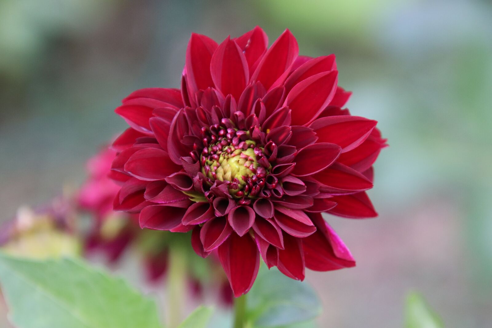 Canon EOS 800D (EOS Rebel T7i / EOS Kiss X9i) sample photo. Dahlia, crimson red, flowers photography