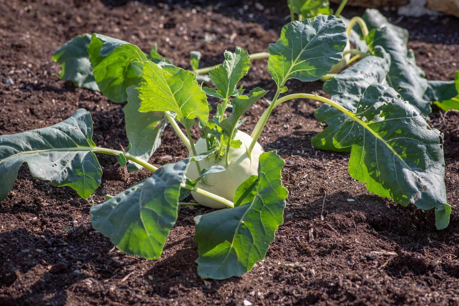 Nikon D750 sample photo. Kohlrabi, garden, vegetable garden photography