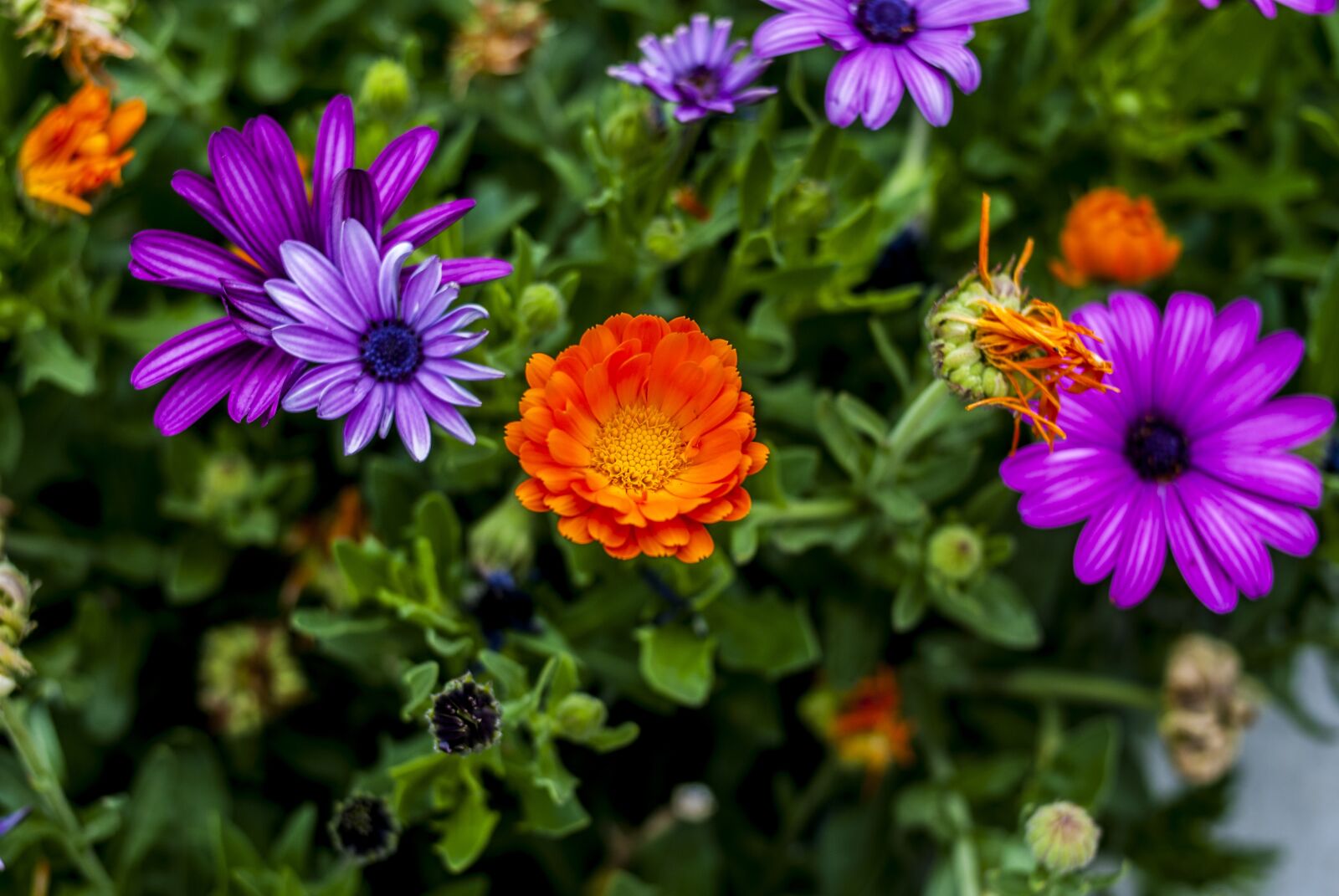 Nikon D60 sample photo. Nature, flower, garden photography