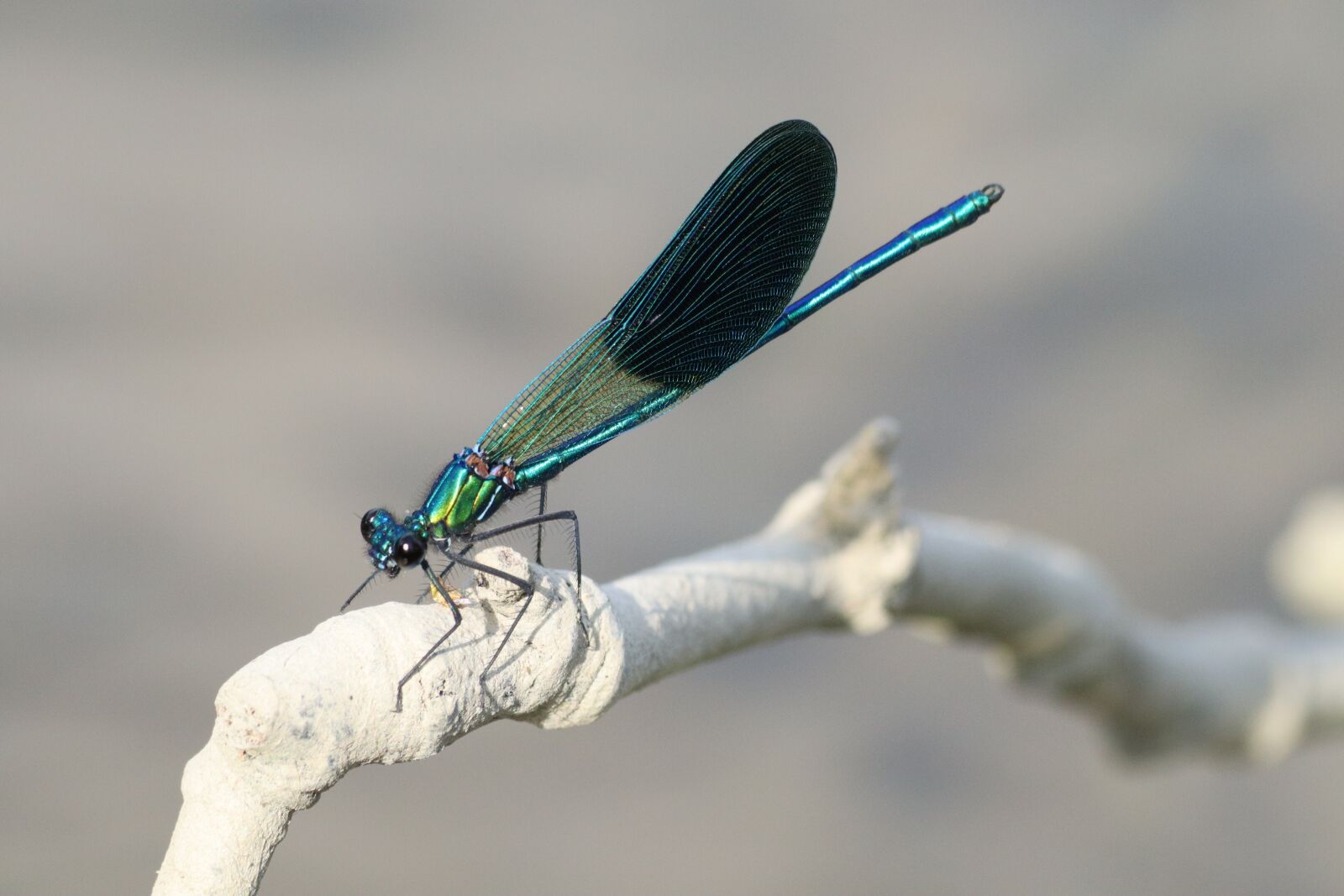 Canon EF 70-300mm F4-5.6 IS USM sample photo. Dragonfly, insect, blue photography