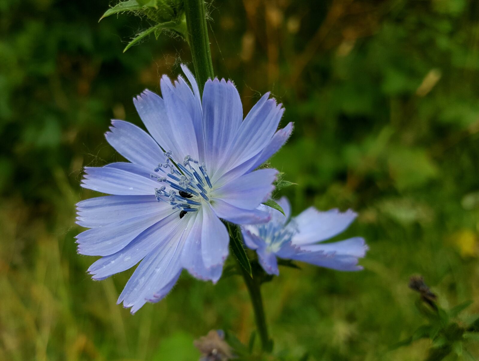 Samsung Galaxy S6 sample photo. Chicory, beetles, flower photography