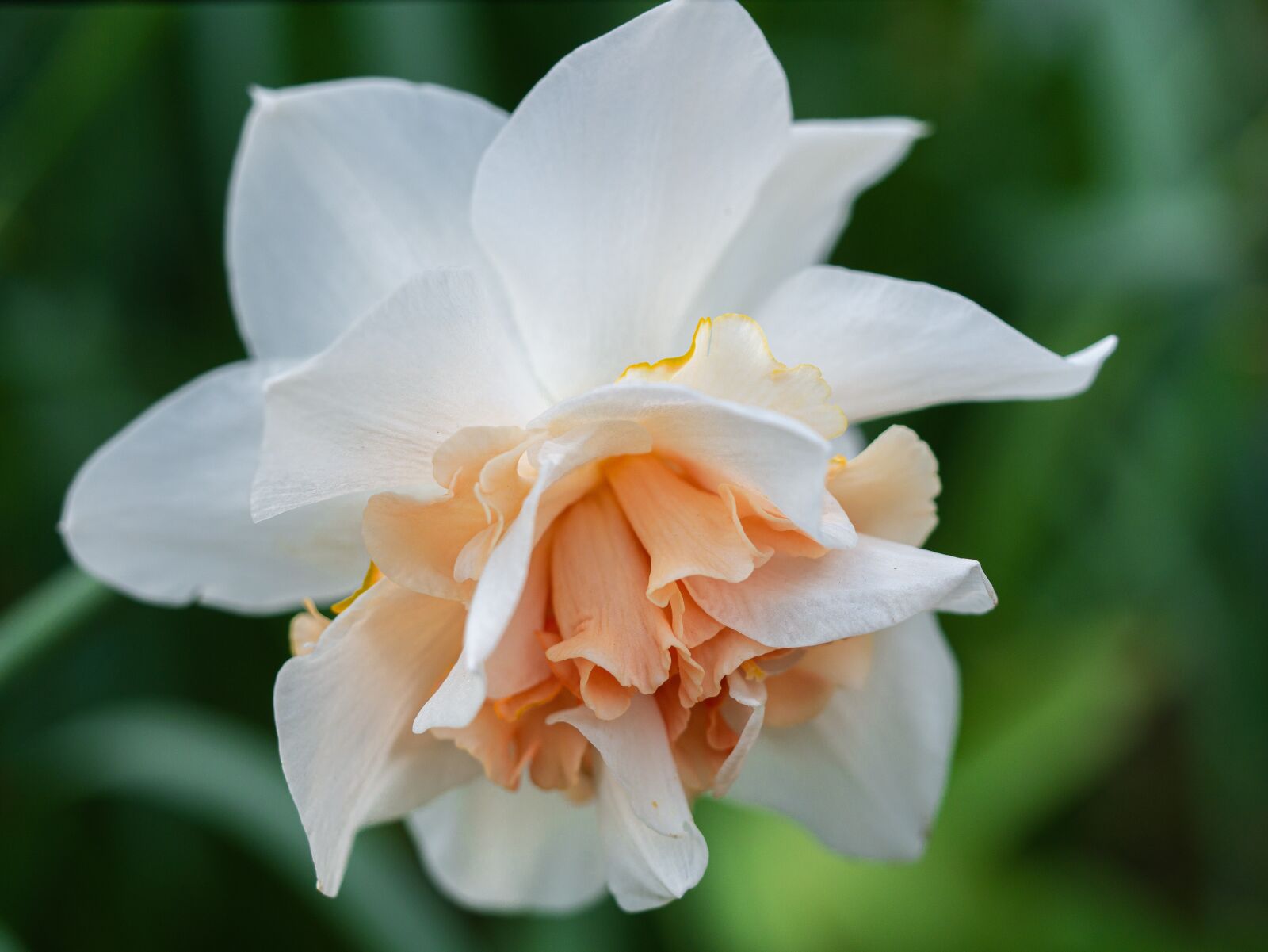 Panasonic DMC-G81 sample photo. Narcissus, spring flower, flowers photography