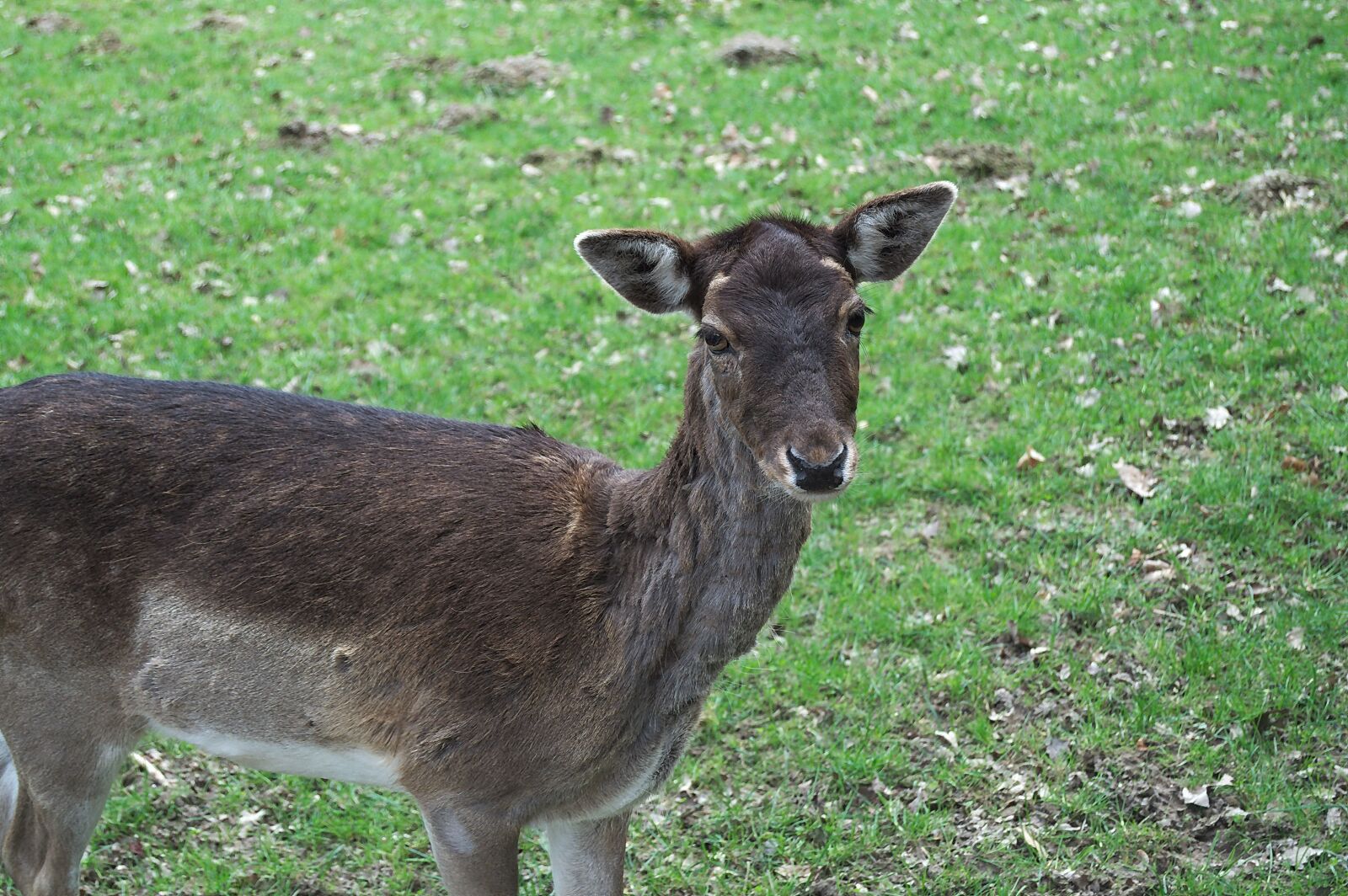 Nikon D5000 sample photo. Roe deer, wild, animal photography