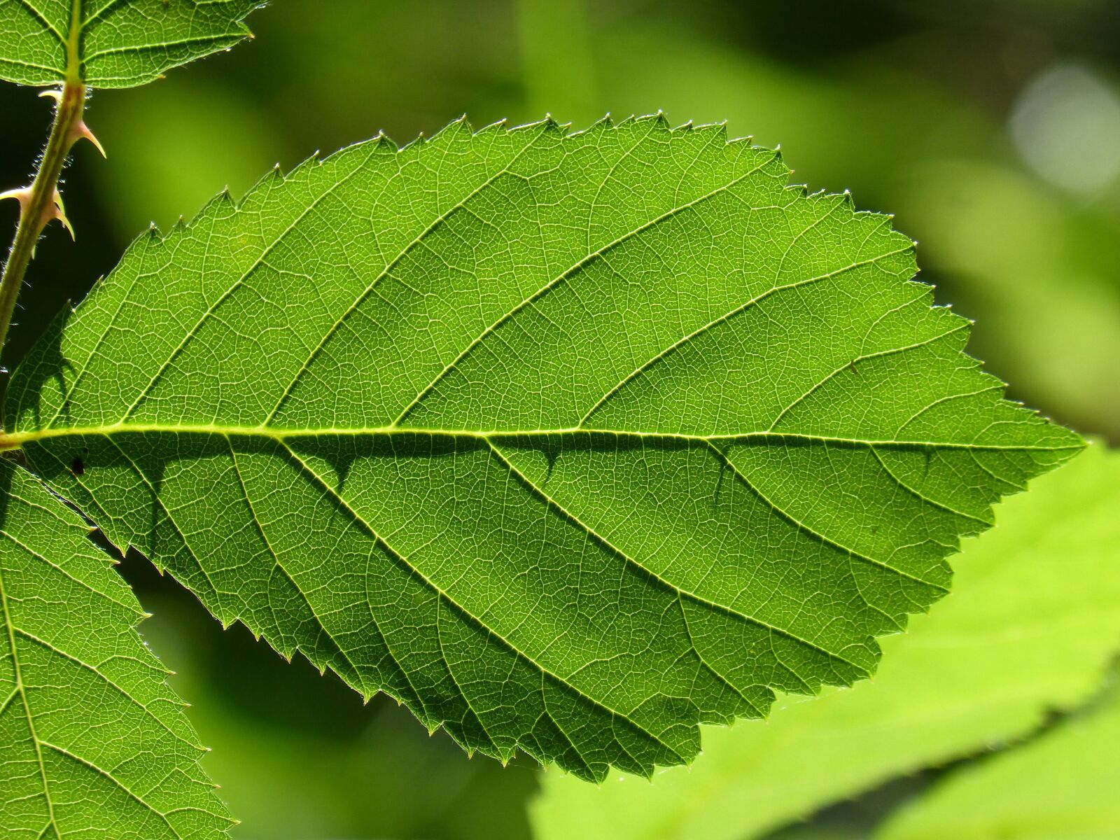 Panasonic DMC-FZ62 sample photo. Leaf, backlight, translucent photography