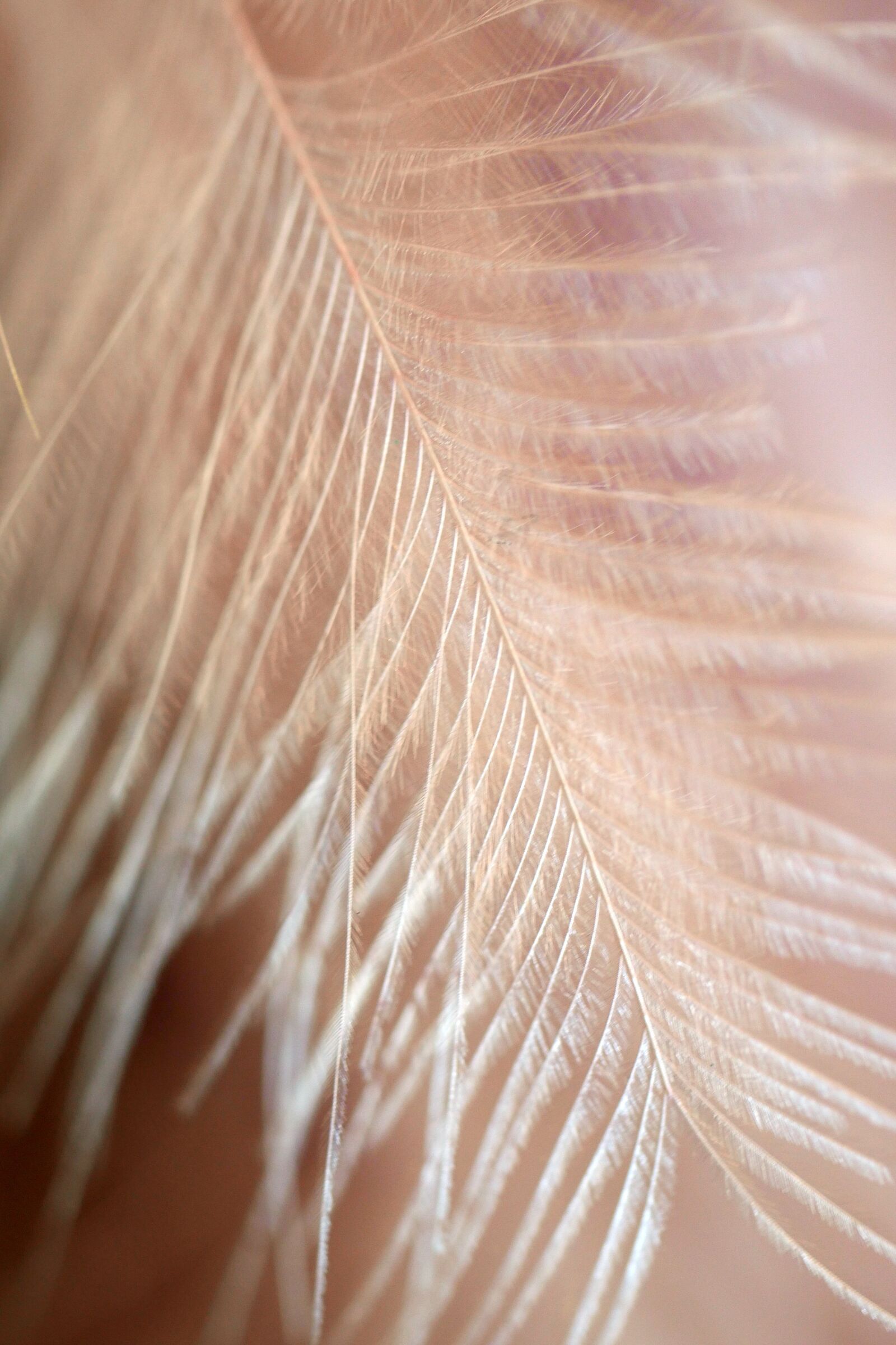 Panasonic Lumix DMC-GX8 sample photo. Nature, pattern, background photography