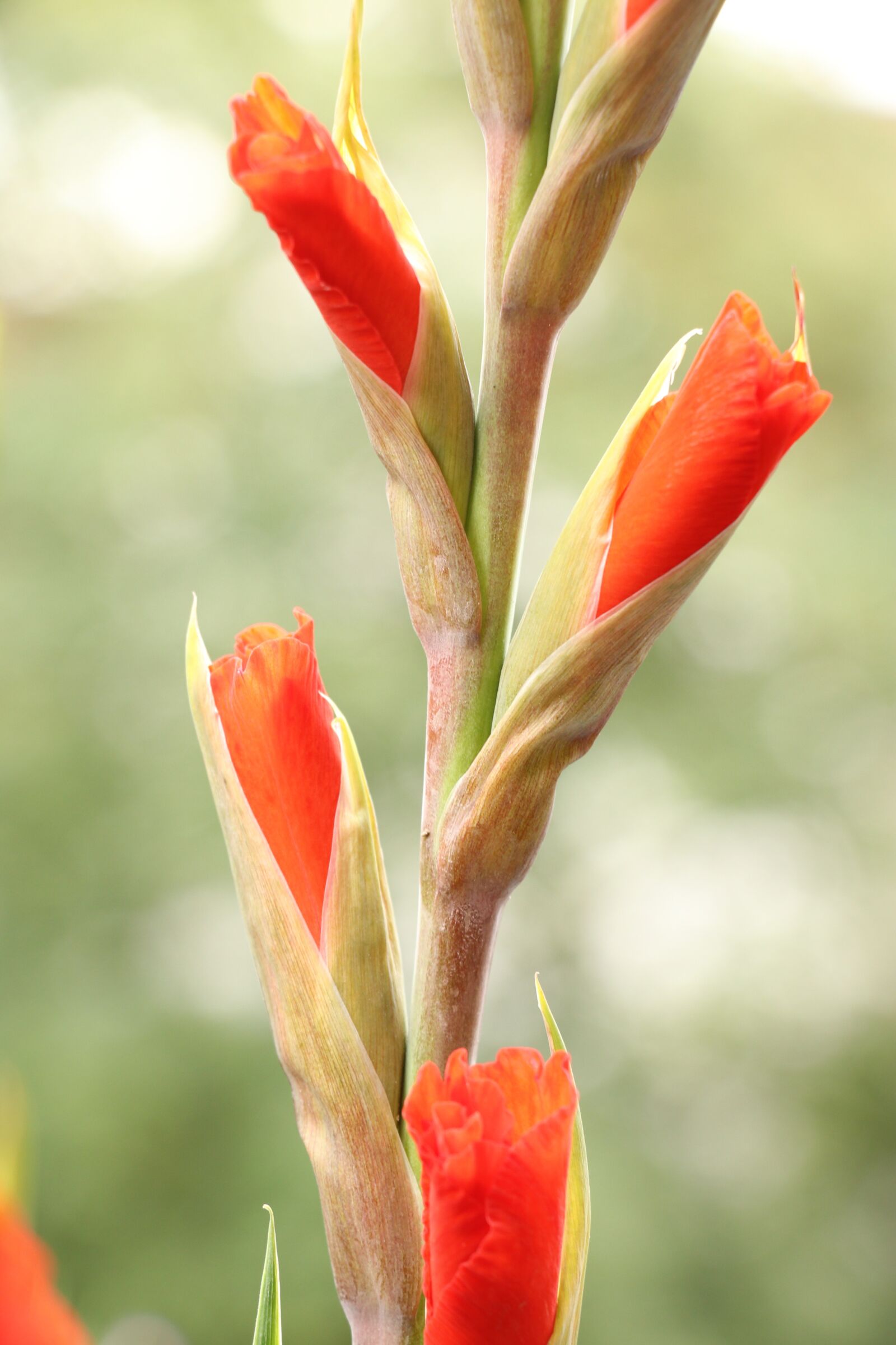 Canon EF-S 18-135mm F3.5-5.6 IS USM sample photo. Gladiolus, blossom, bloom photography