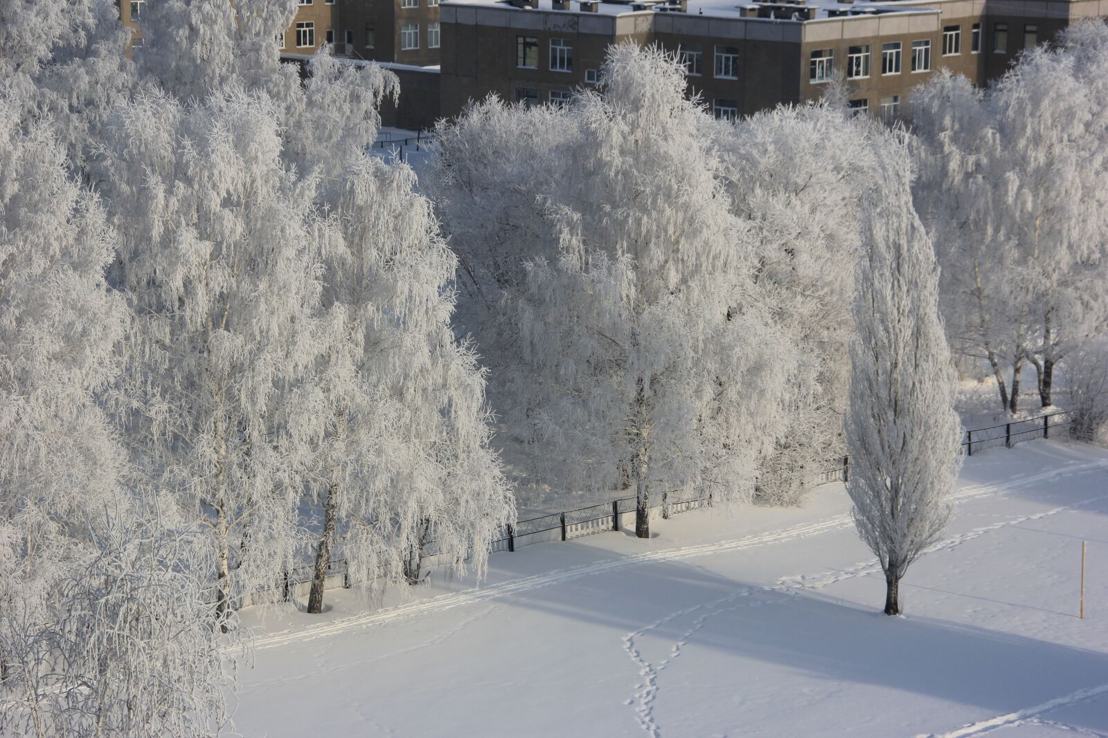 Canon EOS 60D sample photo. Winter, leann, trees photography