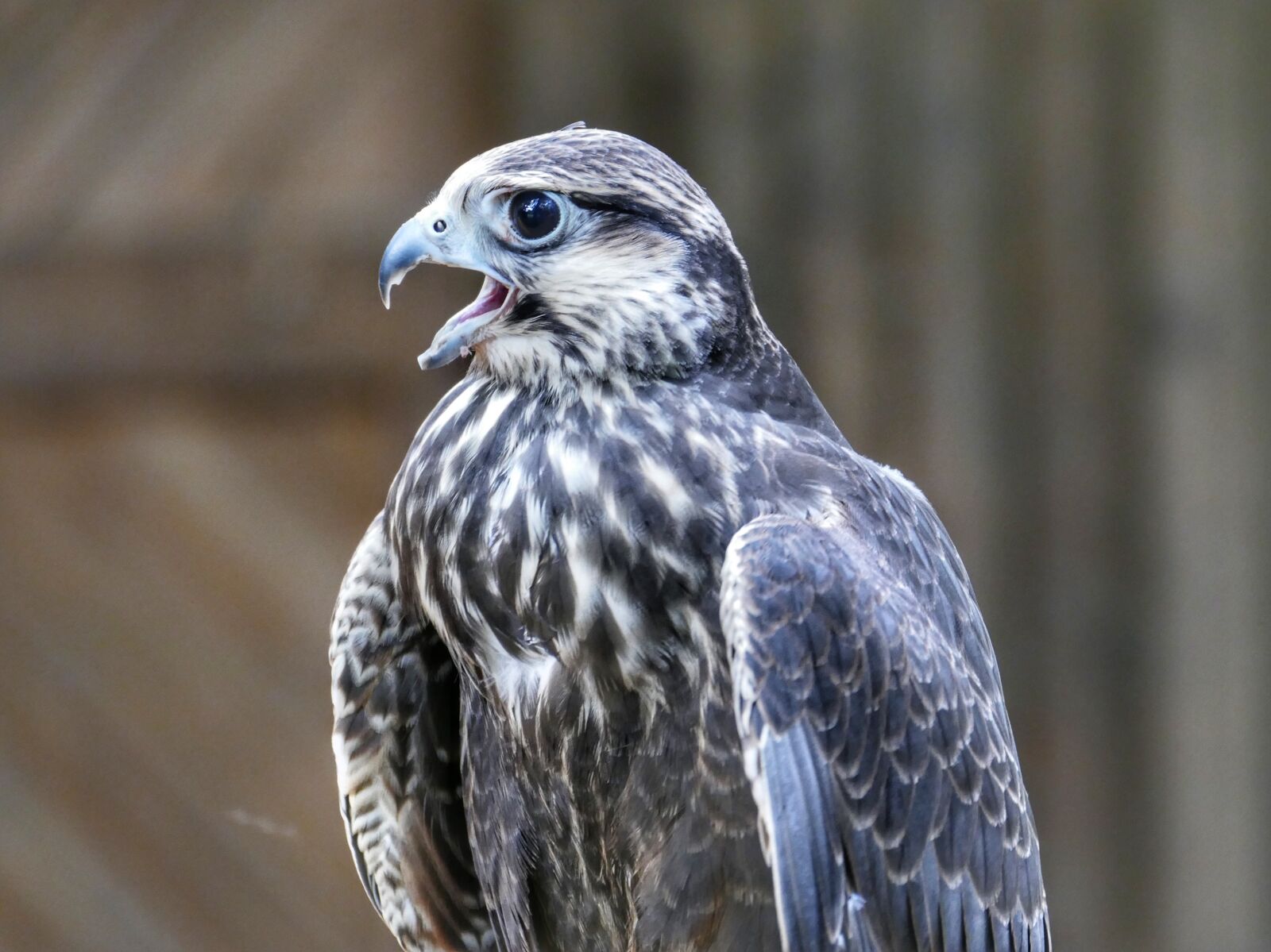 Panasonic Lumix DMC-FZ1000 sample photo. Griffin, bird, raptor photography