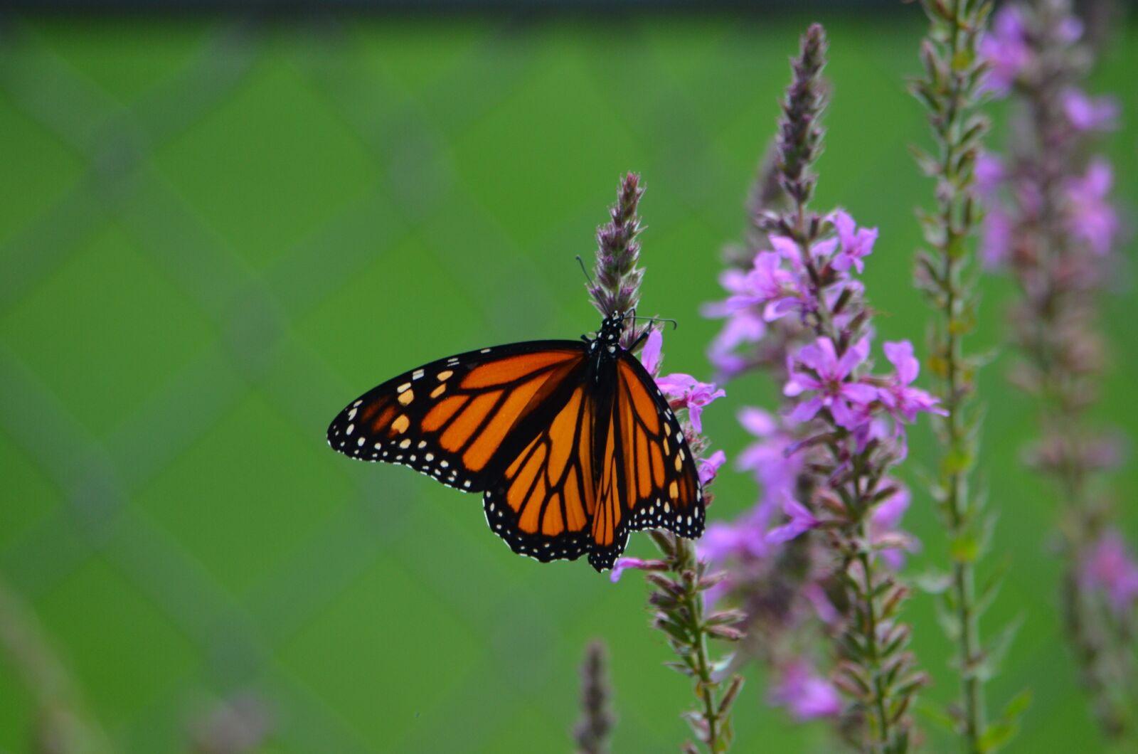 Nikon D7000 sample photo. Monarch, butterfly, orange photography