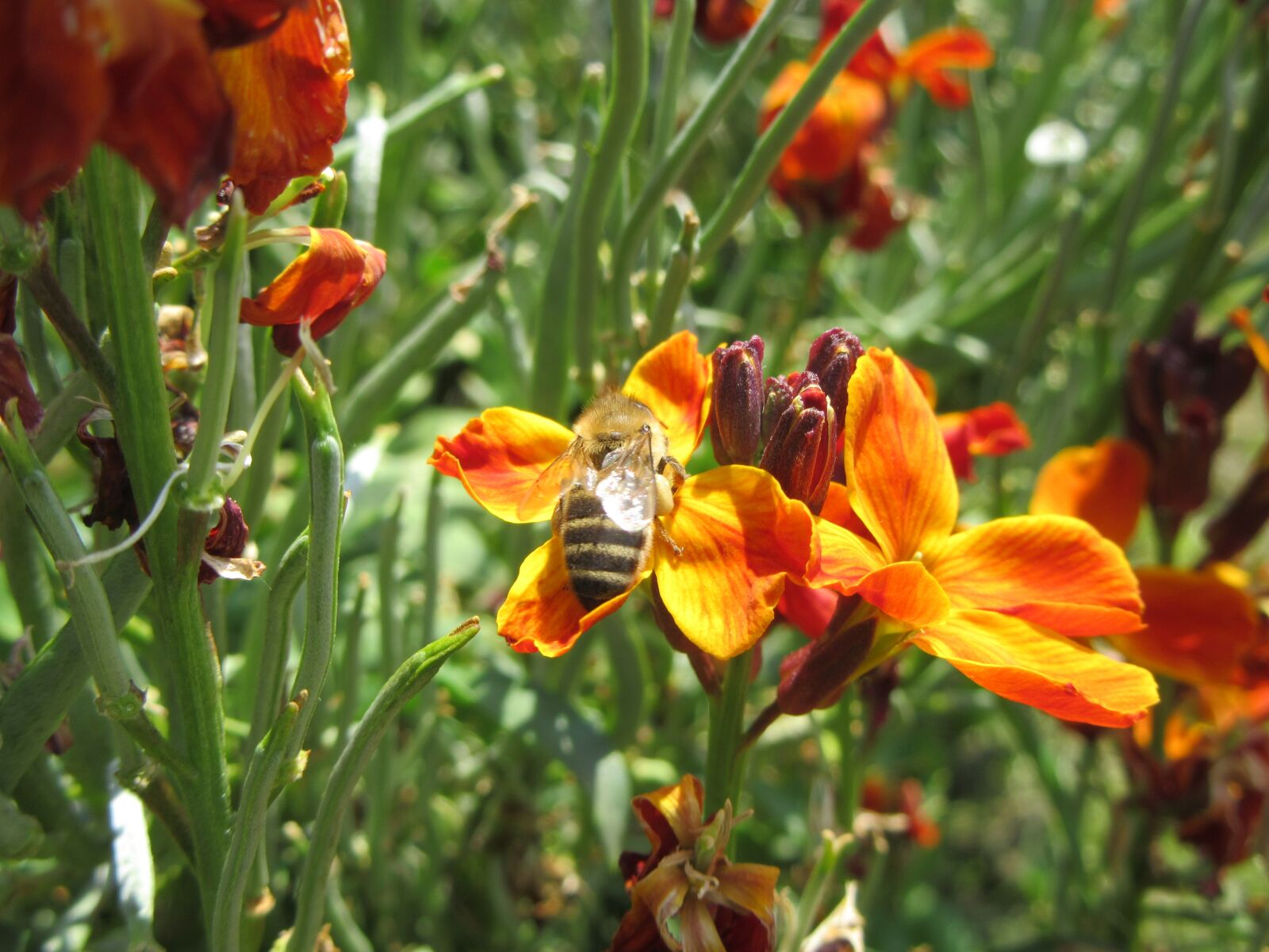 Canon PowerShot SX610 HS sample photo. Flowers, orange, bee photography