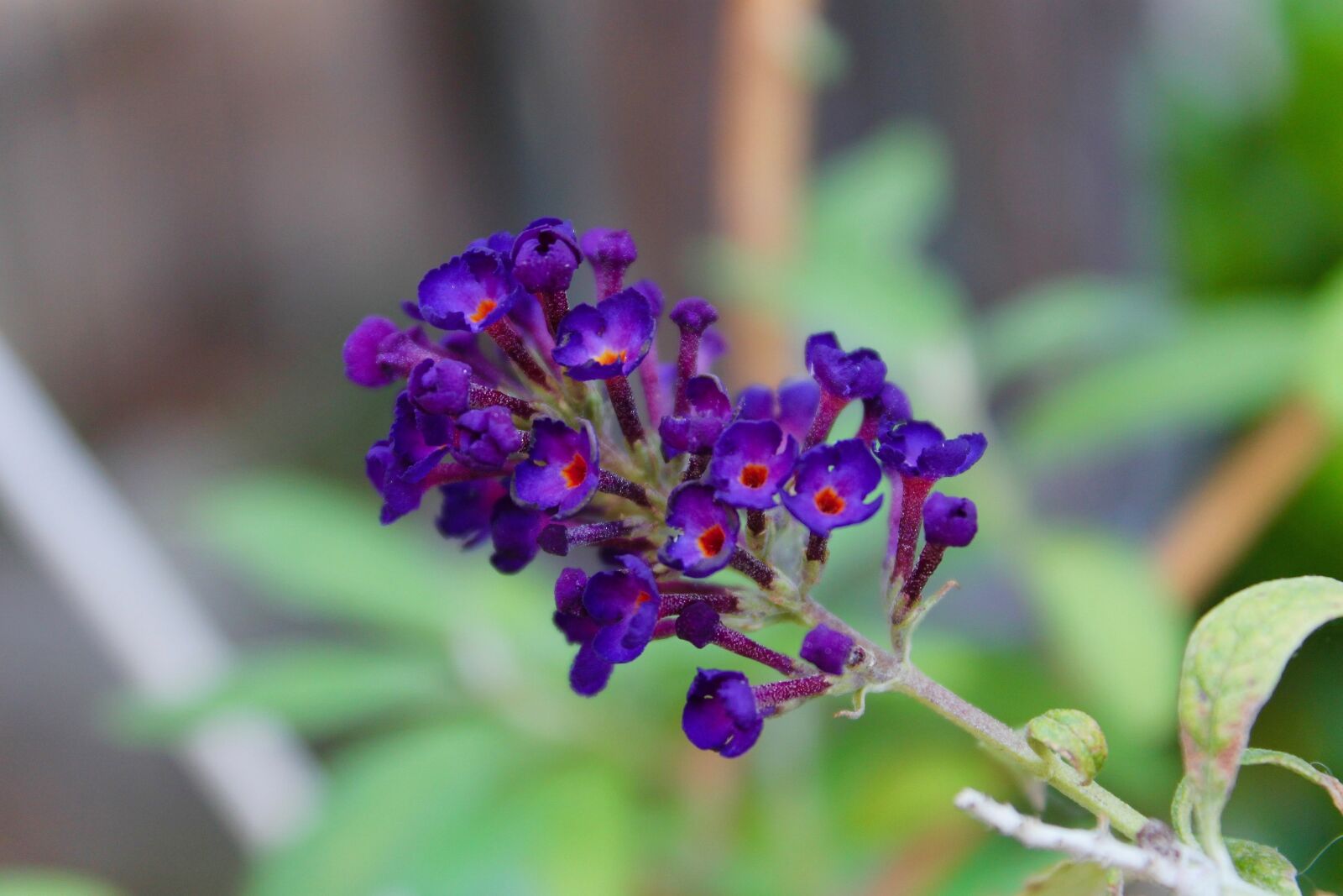 Canon EOS 1100D (EOS Rebel T3 / EOS Kiss X50) sample photo. Flowers, tree butterfly, nature photography