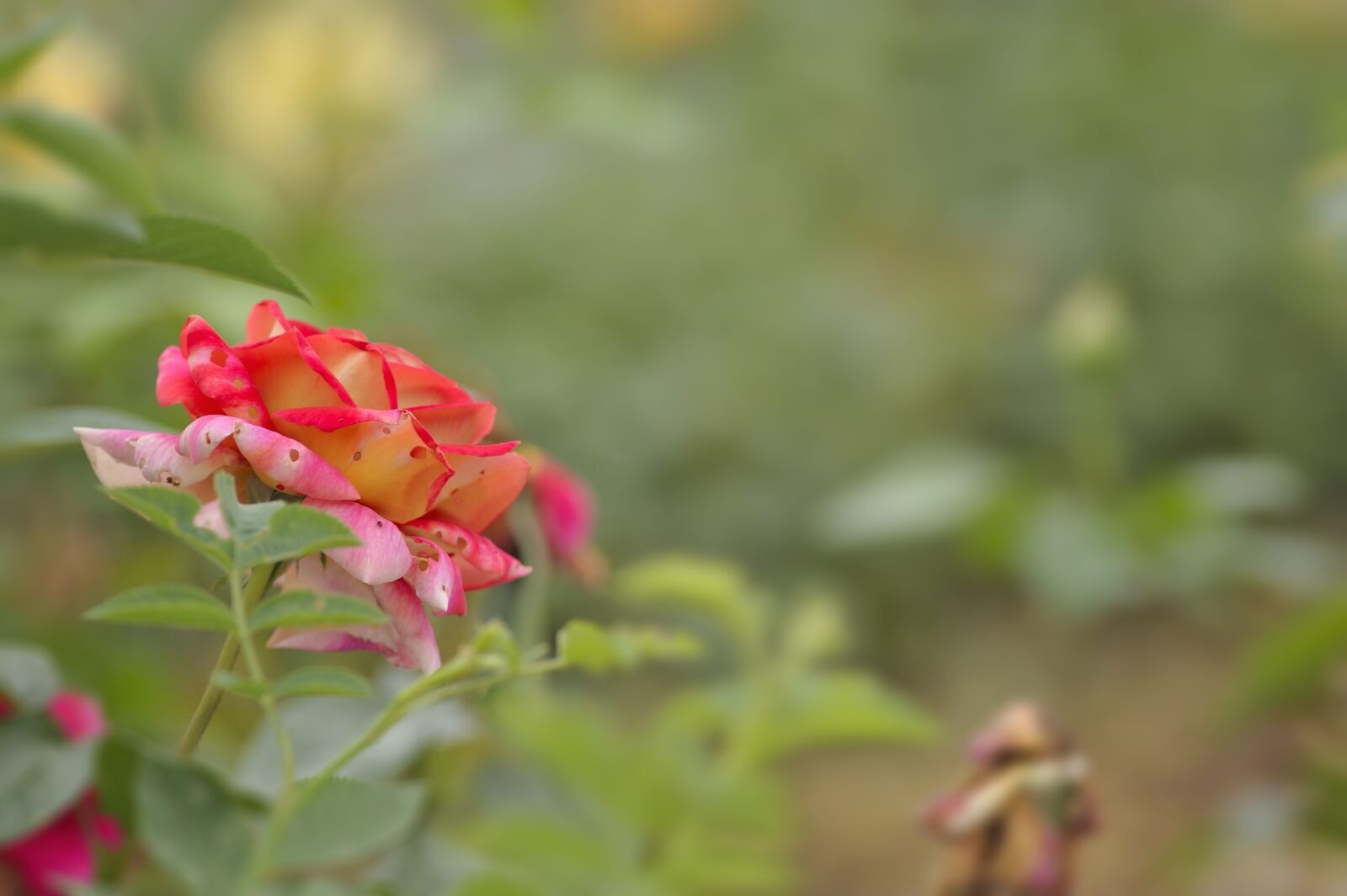 Nikon D700 sample photo. Rose, flower, blooming photography