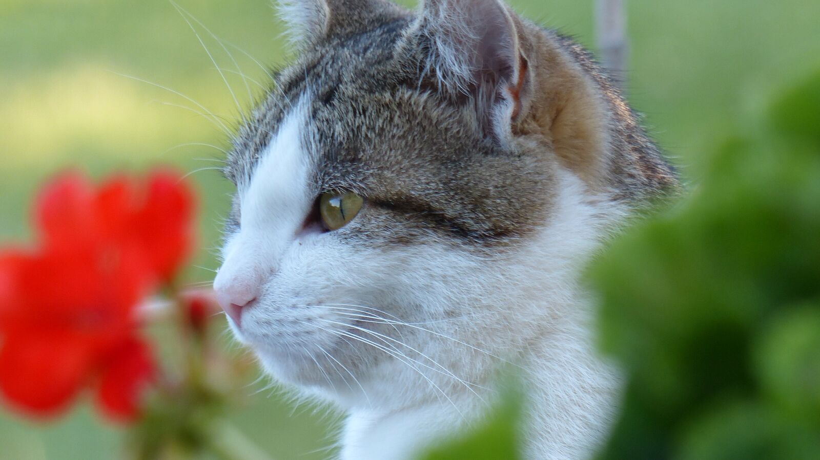 Leica V-Lux 4 sample photo. Cat, nature, animal photography