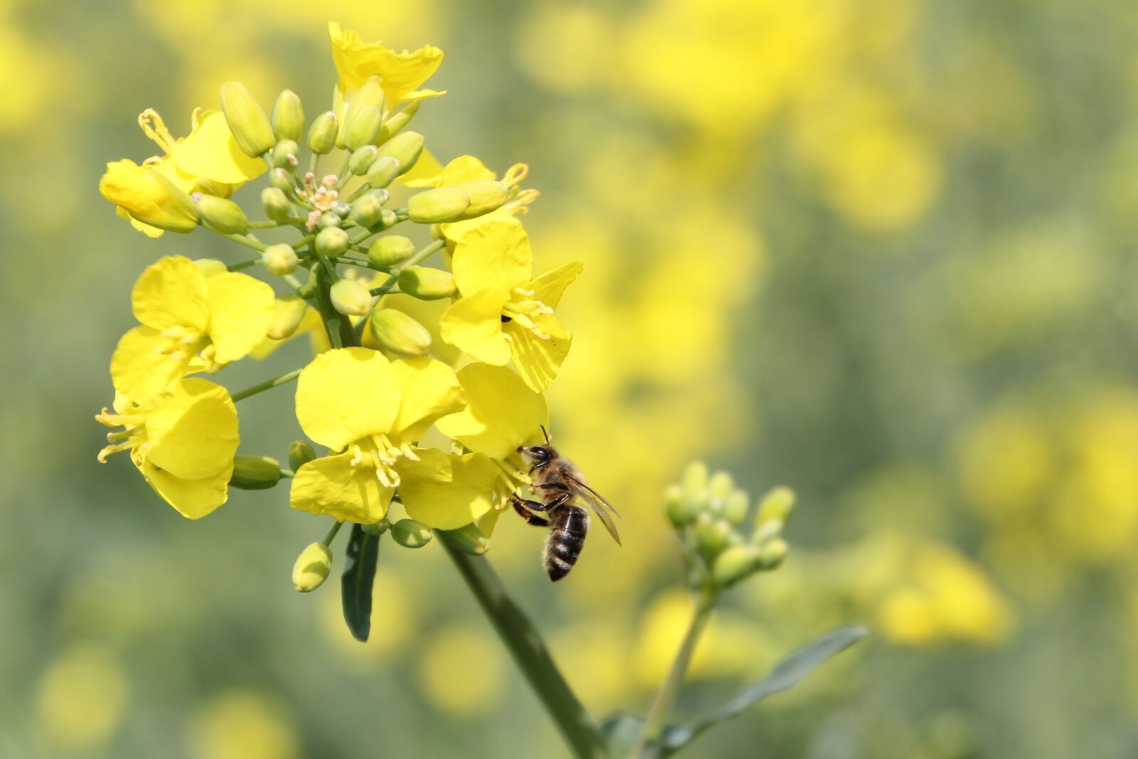 Canon EOS 60D sample photo. Oilseed rape, bee, blossom photography