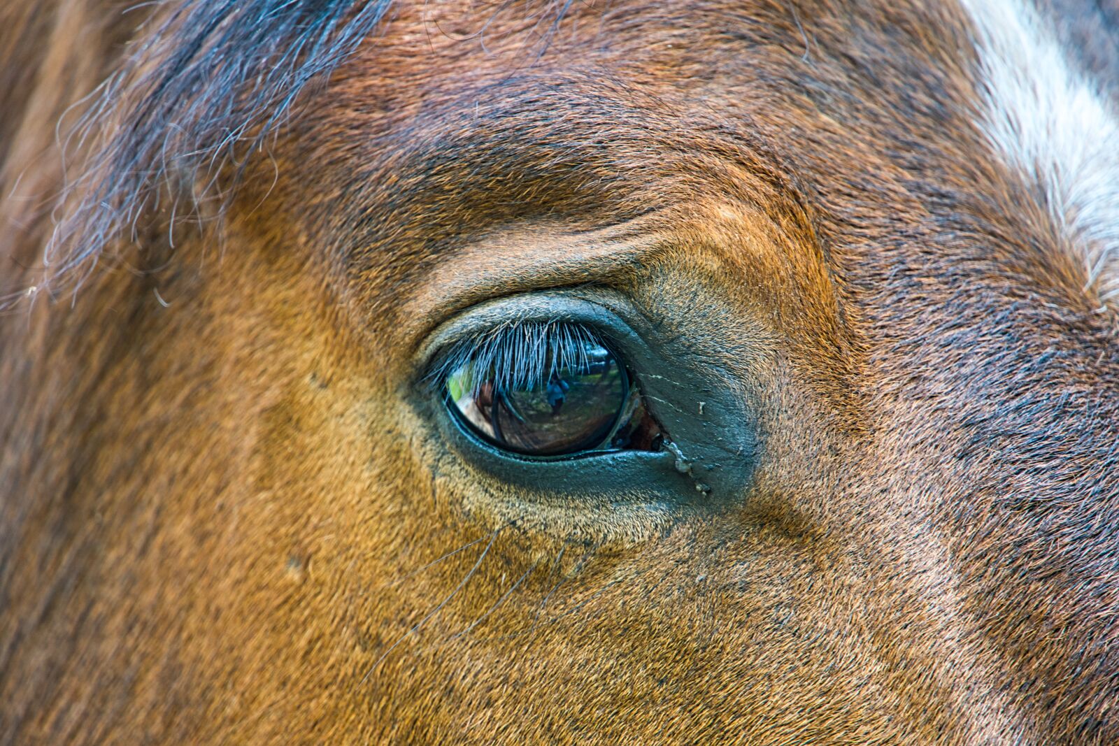 Sony a6400 sample photo. Horse, eye, head photography
