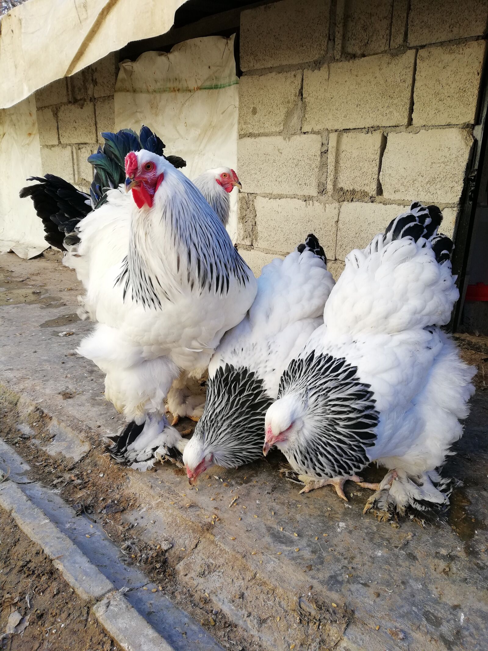 HUAWEI Mate 10 Lite sample photo. Birds, poultry, farm photography