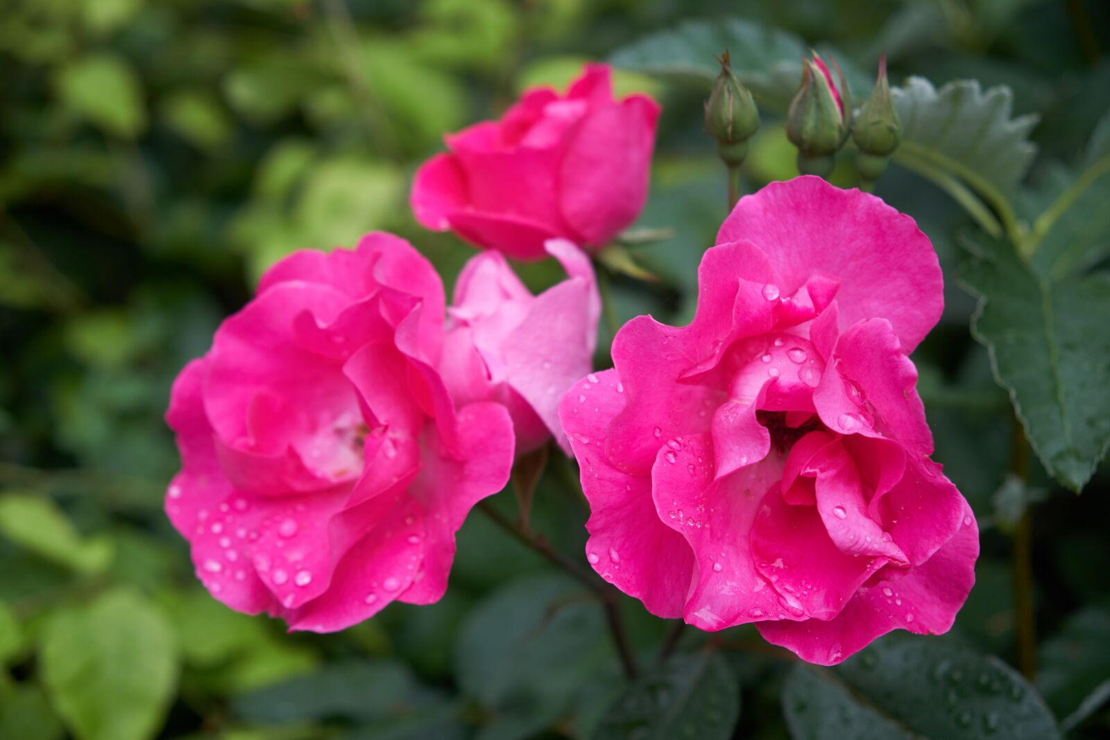 Fujifilm XF 18-55mm F2.8-4 R LM OIS sample photo. Flower, blossom, bloom photography