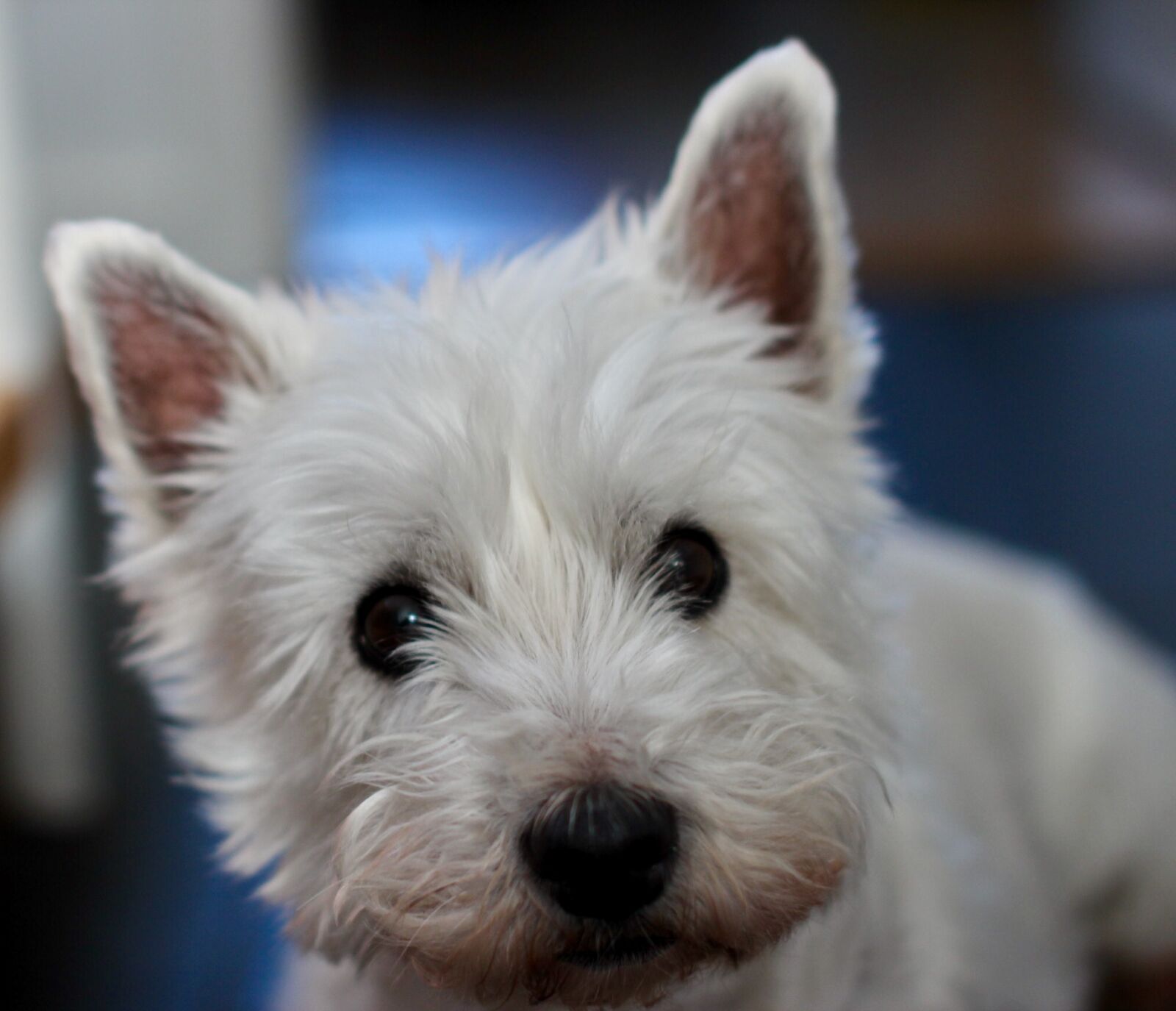 Canon EOS 600D (Rebel EOS T3i / EOS Kiss X5) sample photo. Dog, westie, terrier photography