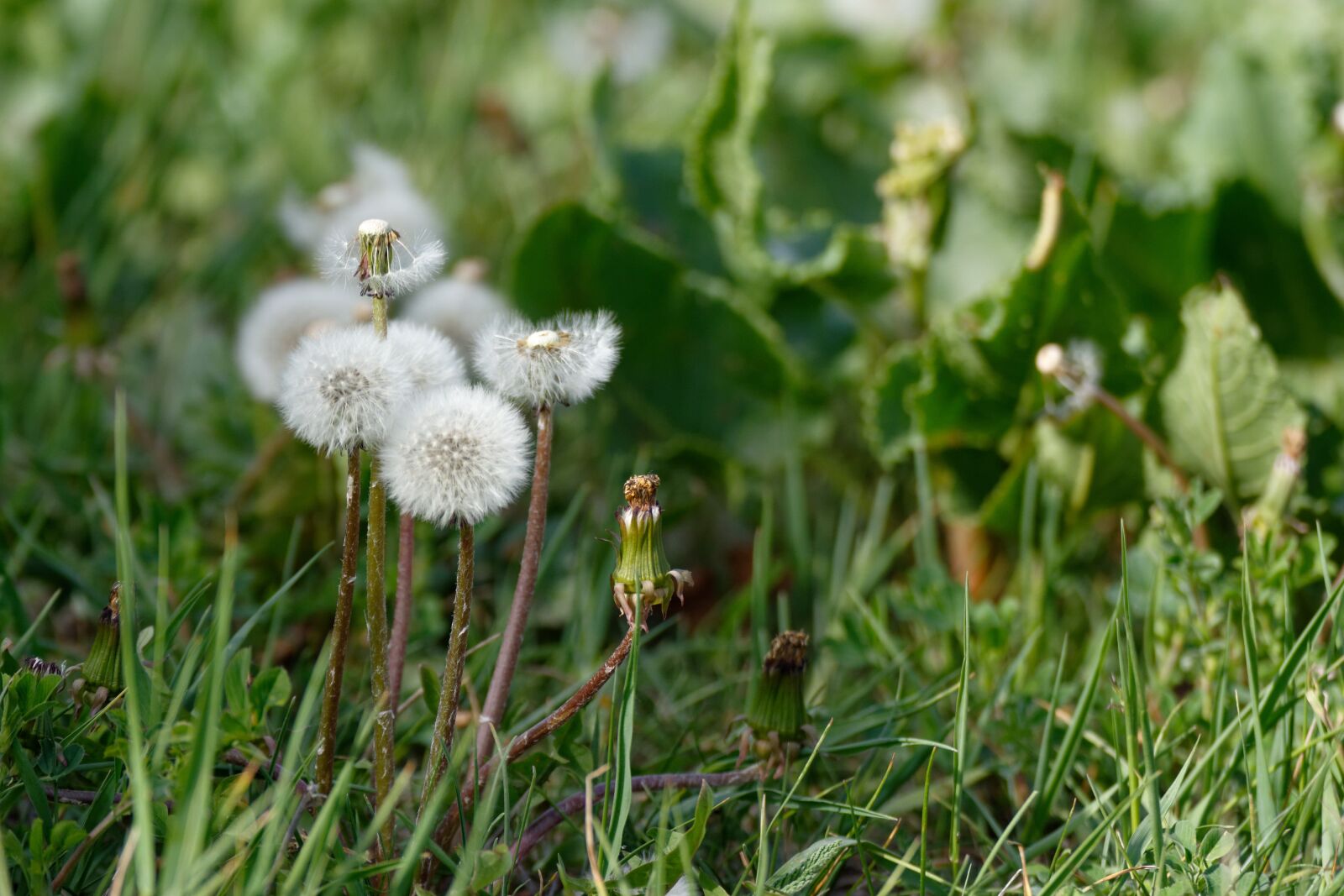 Nikon D5200 sample photo. Dandelion, dandelions, sonchus oleraceus photography