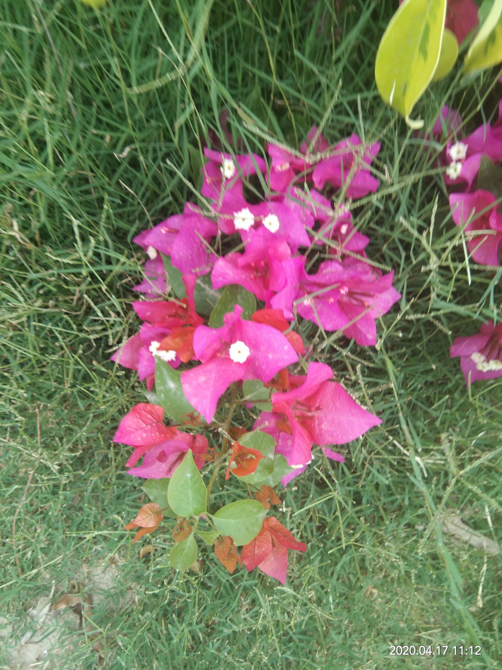 vivo 1807 sample photo. Pinkish, in, spring photography