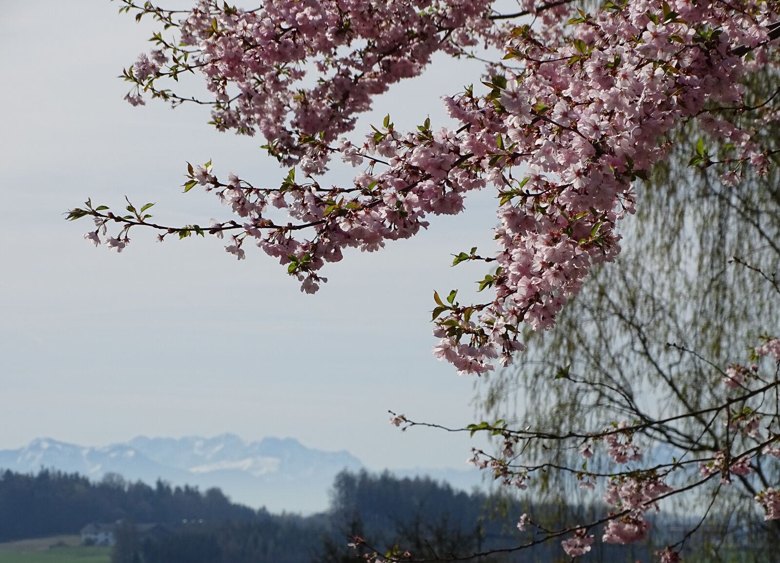 Sony Cyber-shot DSC-HX400V sample photo. Tree, cherry blossom, fruit photography