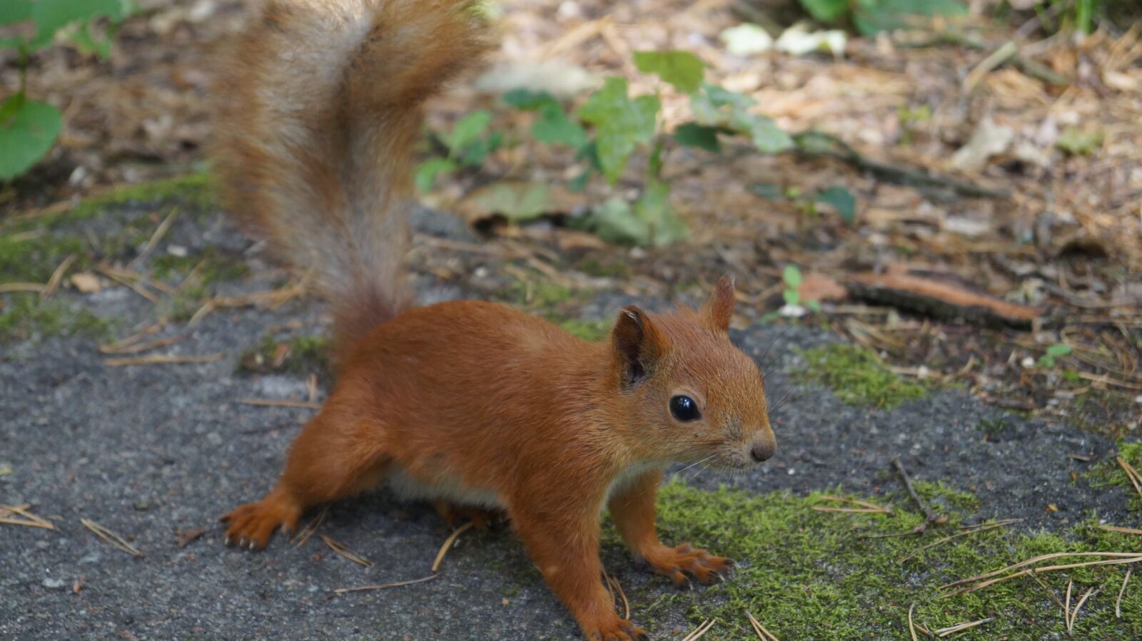 Sony DT 18-55mm F3.5-5.6 SAM II sample photo. Squirrel, small, animal photography